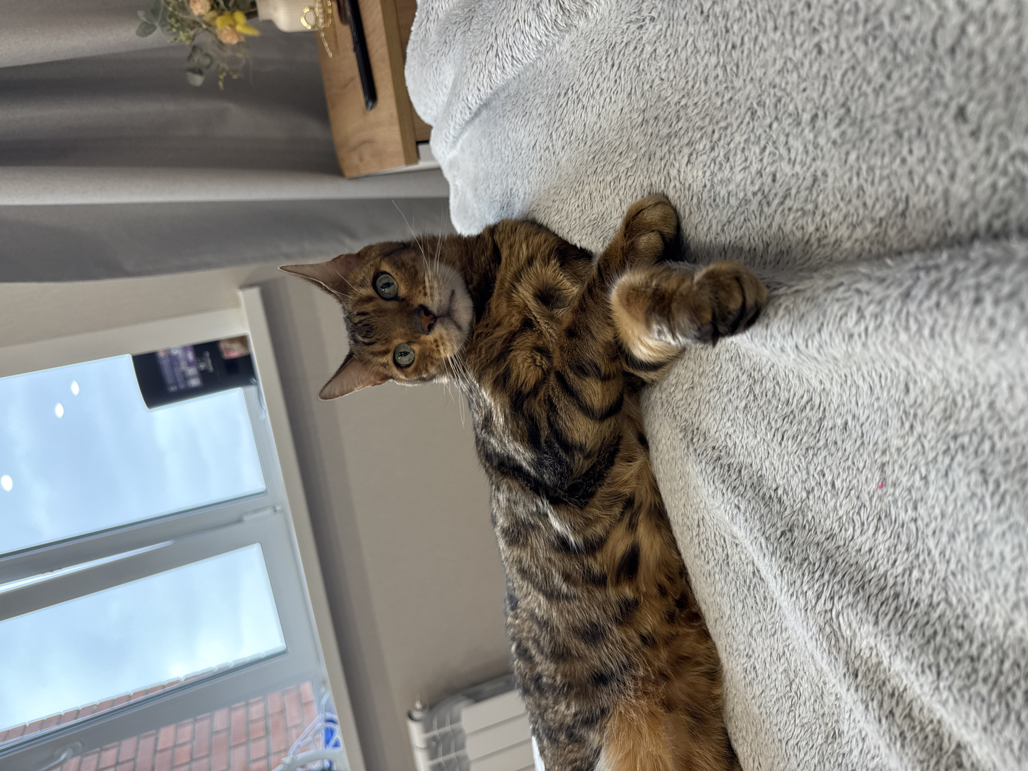 Bengal cat recorded during morning routine in residential setting