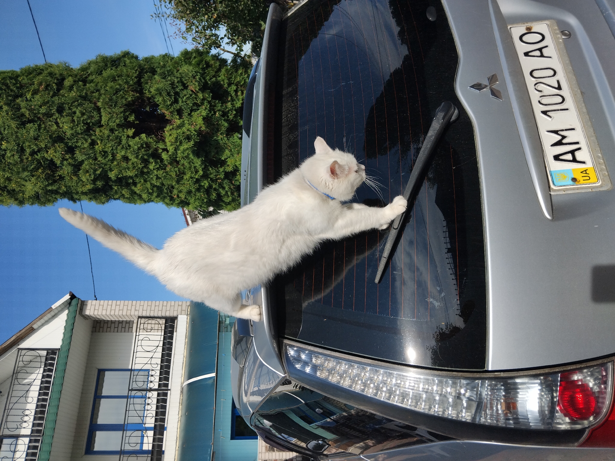 White cat lounges around a Zhytomyr residential area