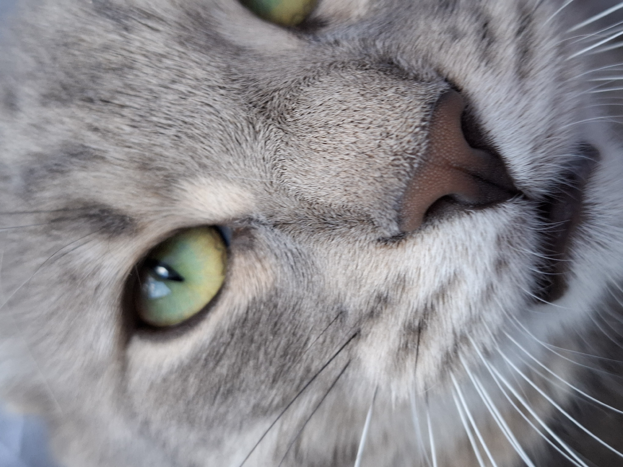 Grey tabby cat observed lounging around Zemun residence for hour