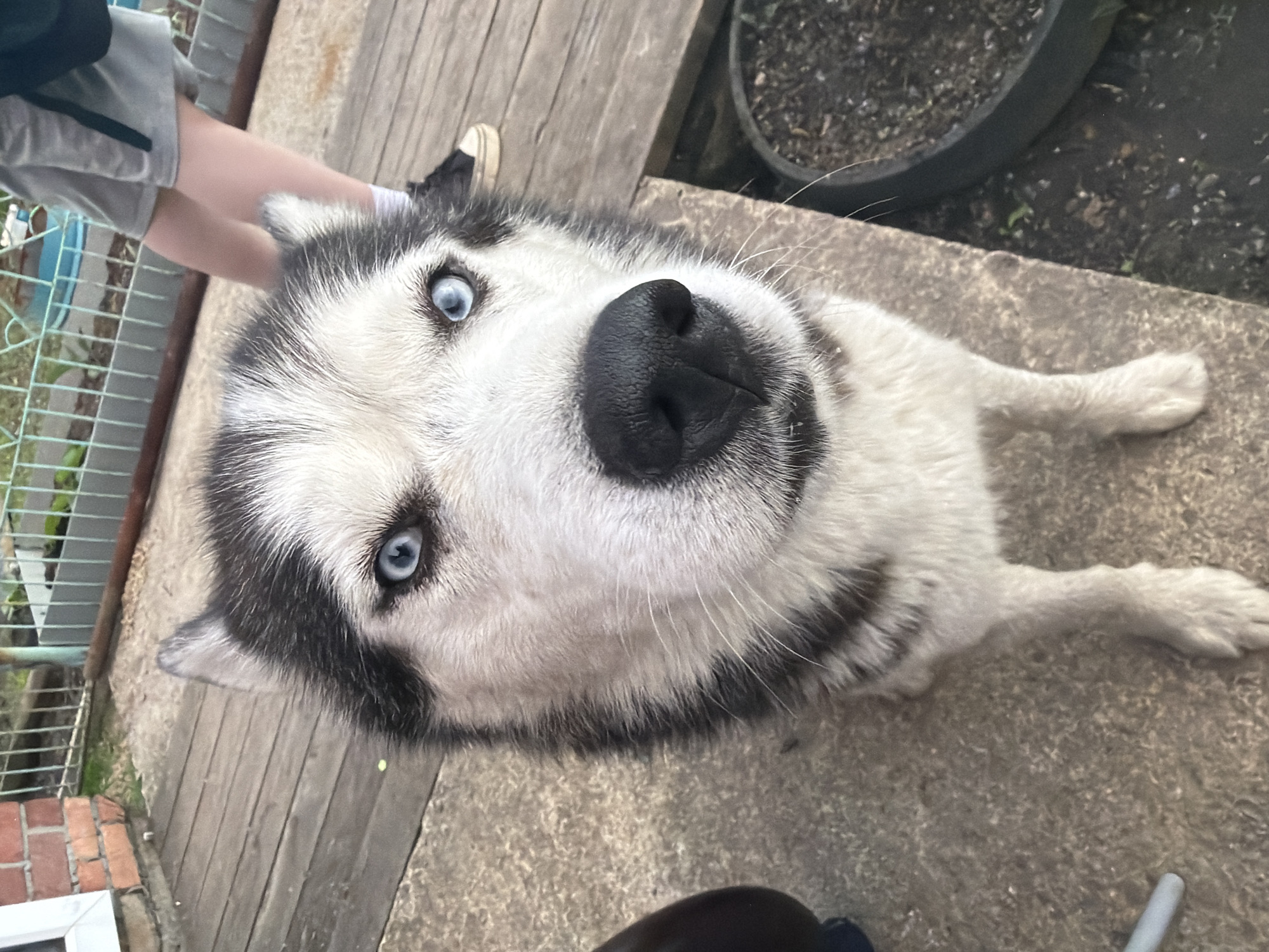 Blue-eyed Husky documented in residential garden during afternoon hours