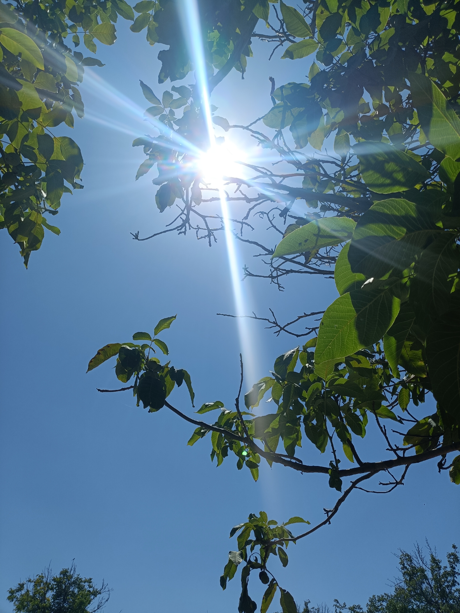 Sunny morning garden shots: sun through leaves, strawberries, cucumbers