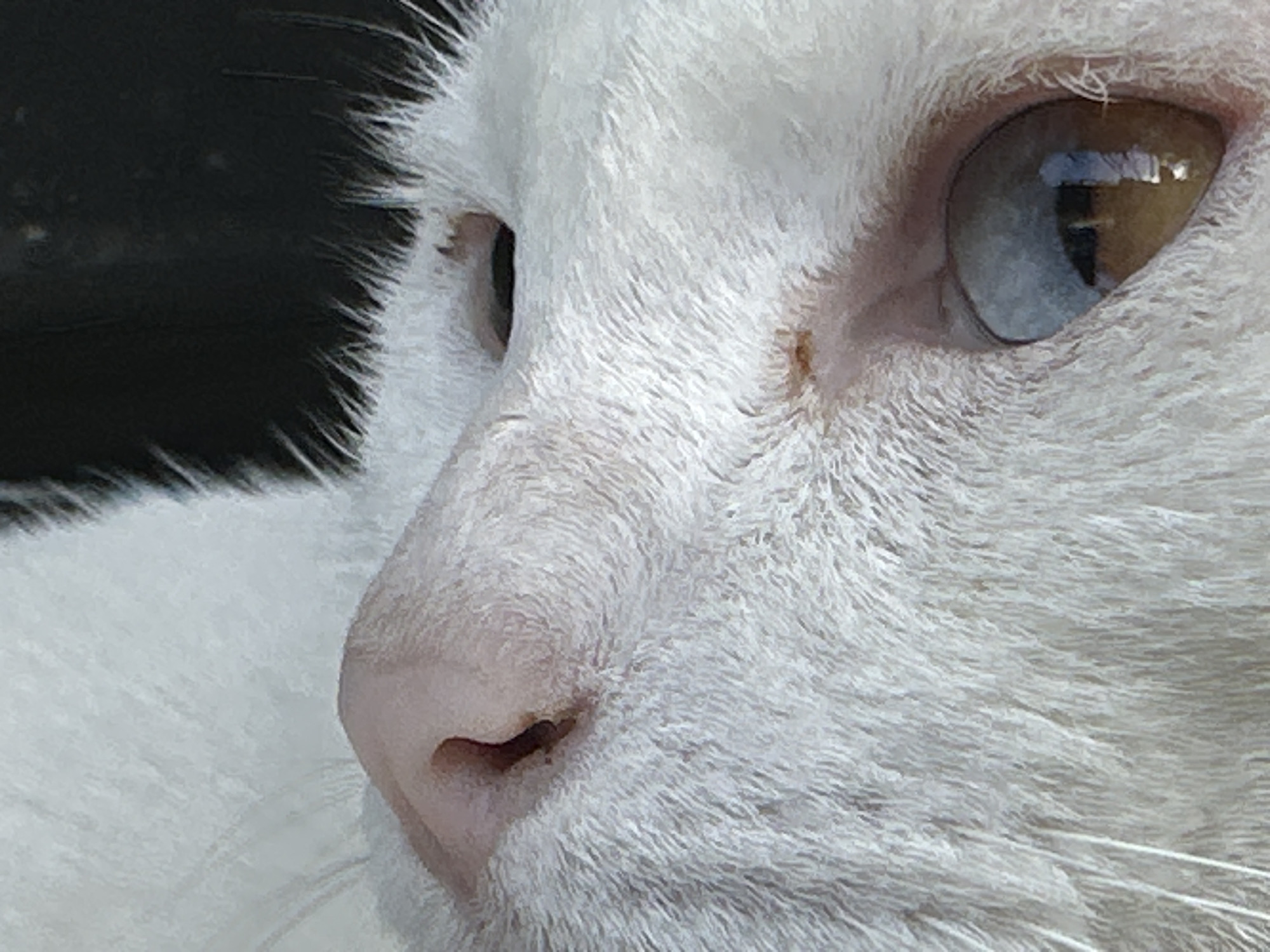 Heterochromatic white cat hanging out around Sukawati, Bali