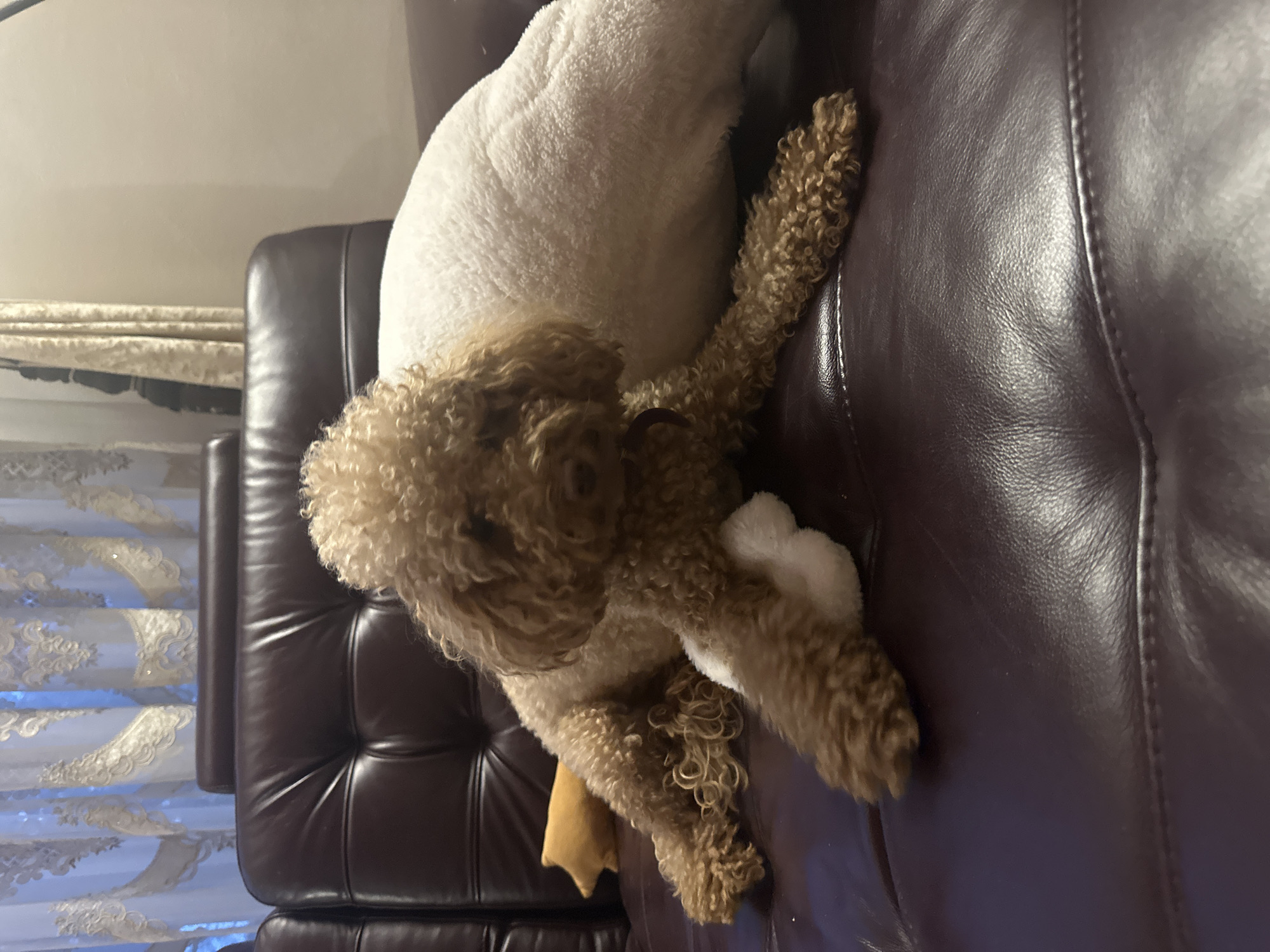 Dog rests on leather couch with toys in Armavir home