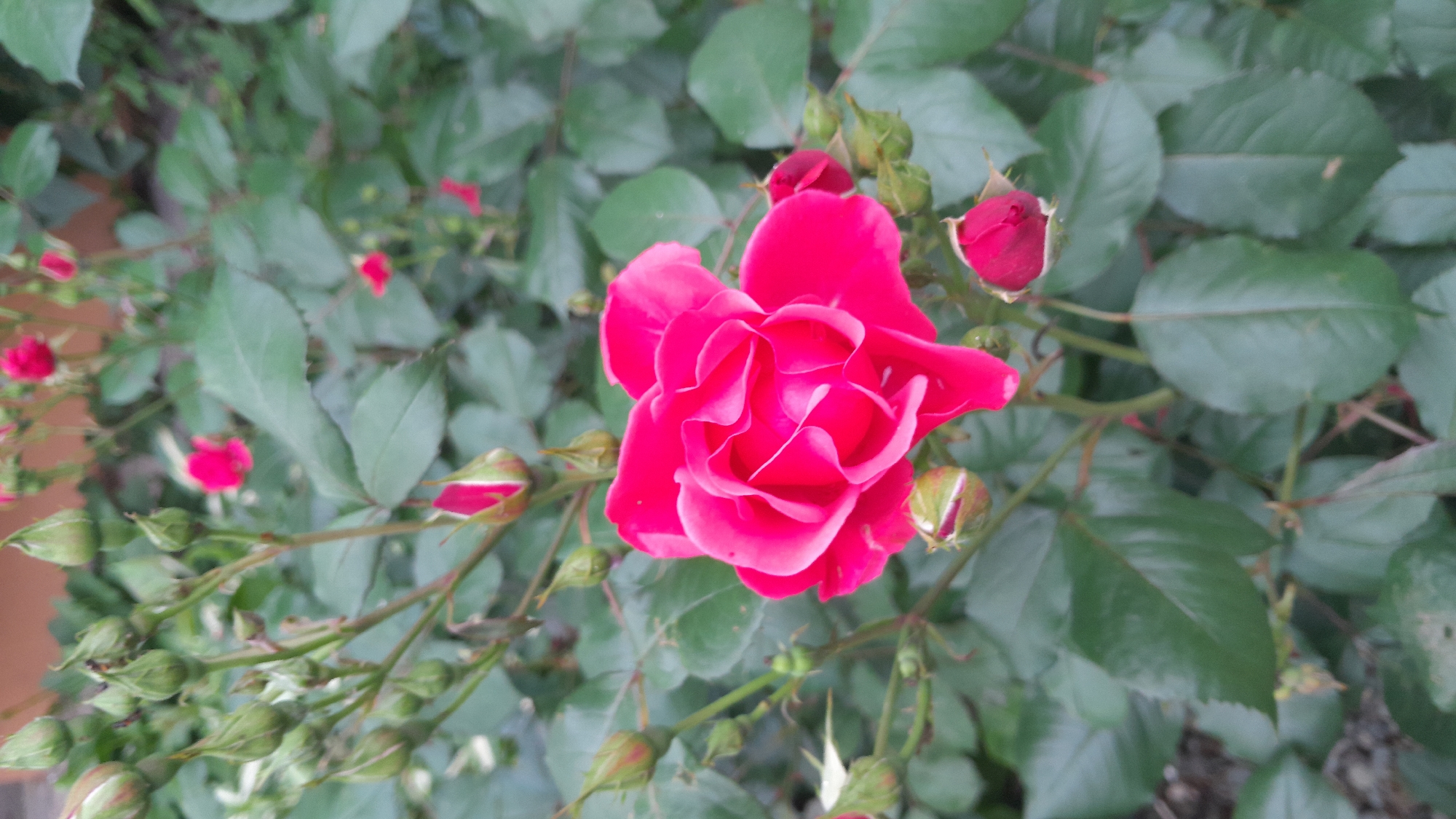 Afternoon garden documentation captures roses, trees, outdoor details