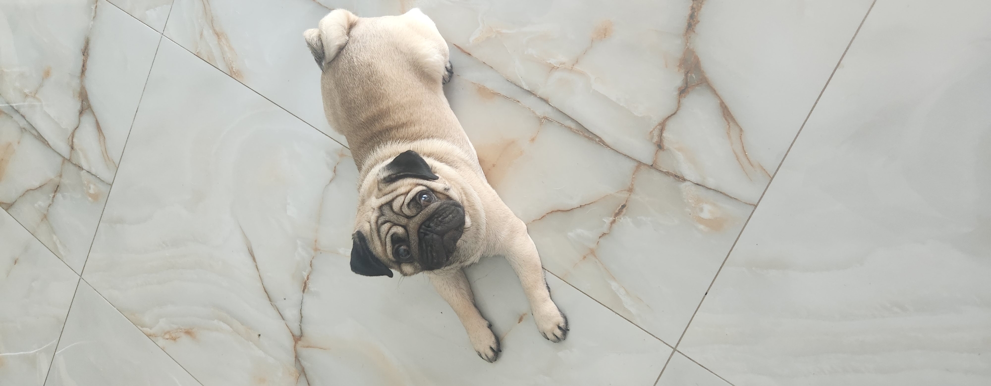 Pug naps, feather sketches, and summer skies in Kazan