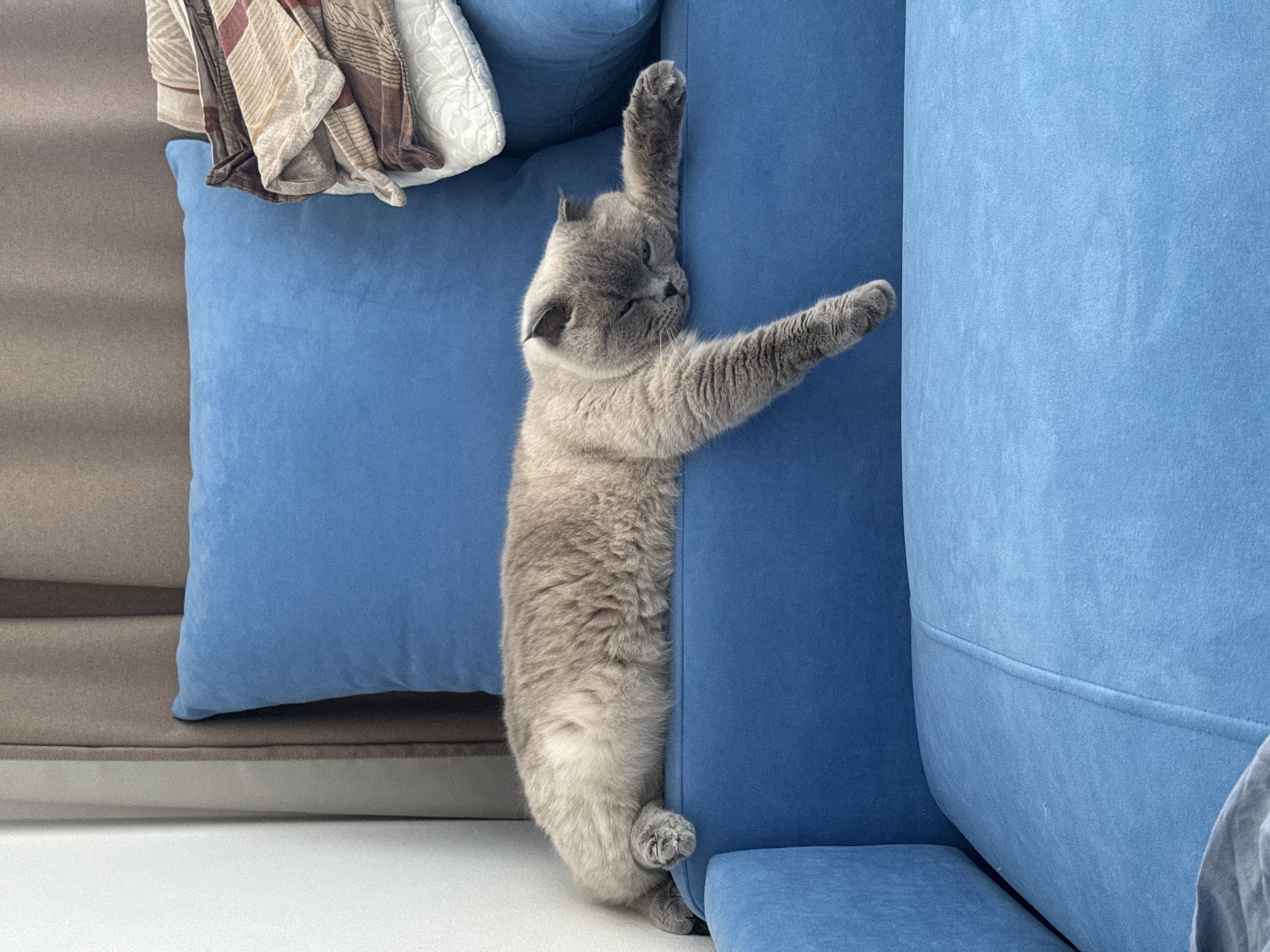 Grey cat napping on a blue sofa in Izhevsk