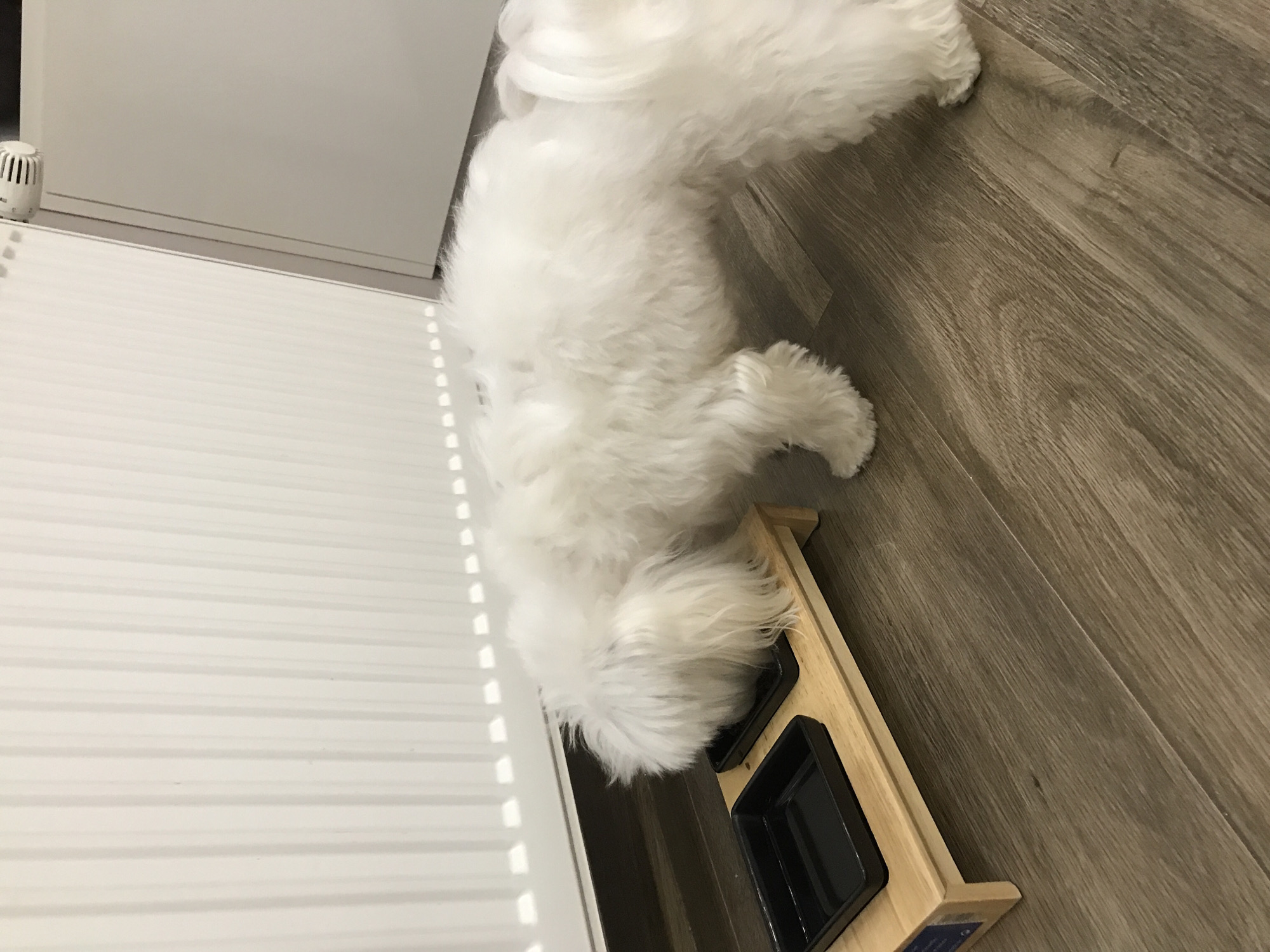 Ternopil resident documents beloved white Maltese dog in home