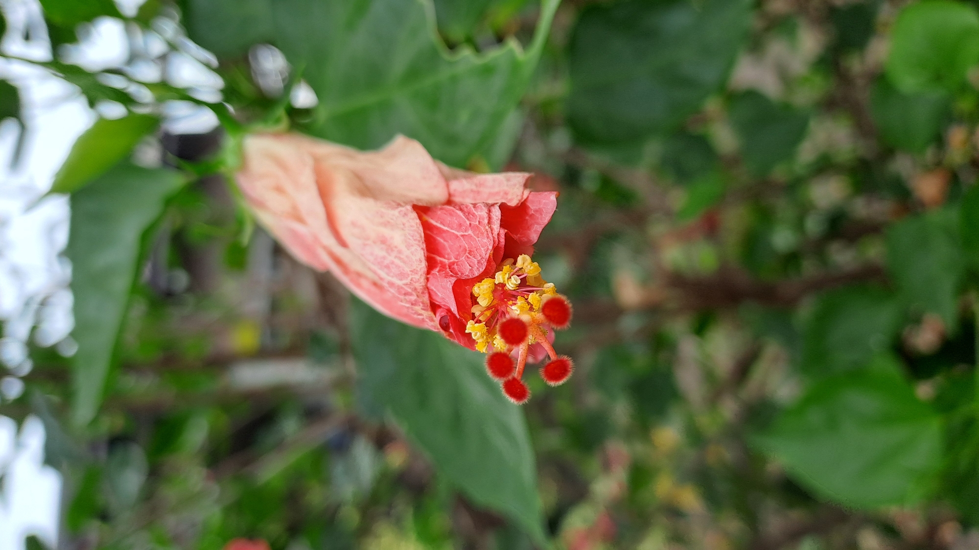 Hibiscus flowers and buds in close detail, Lhokawe Teungoh