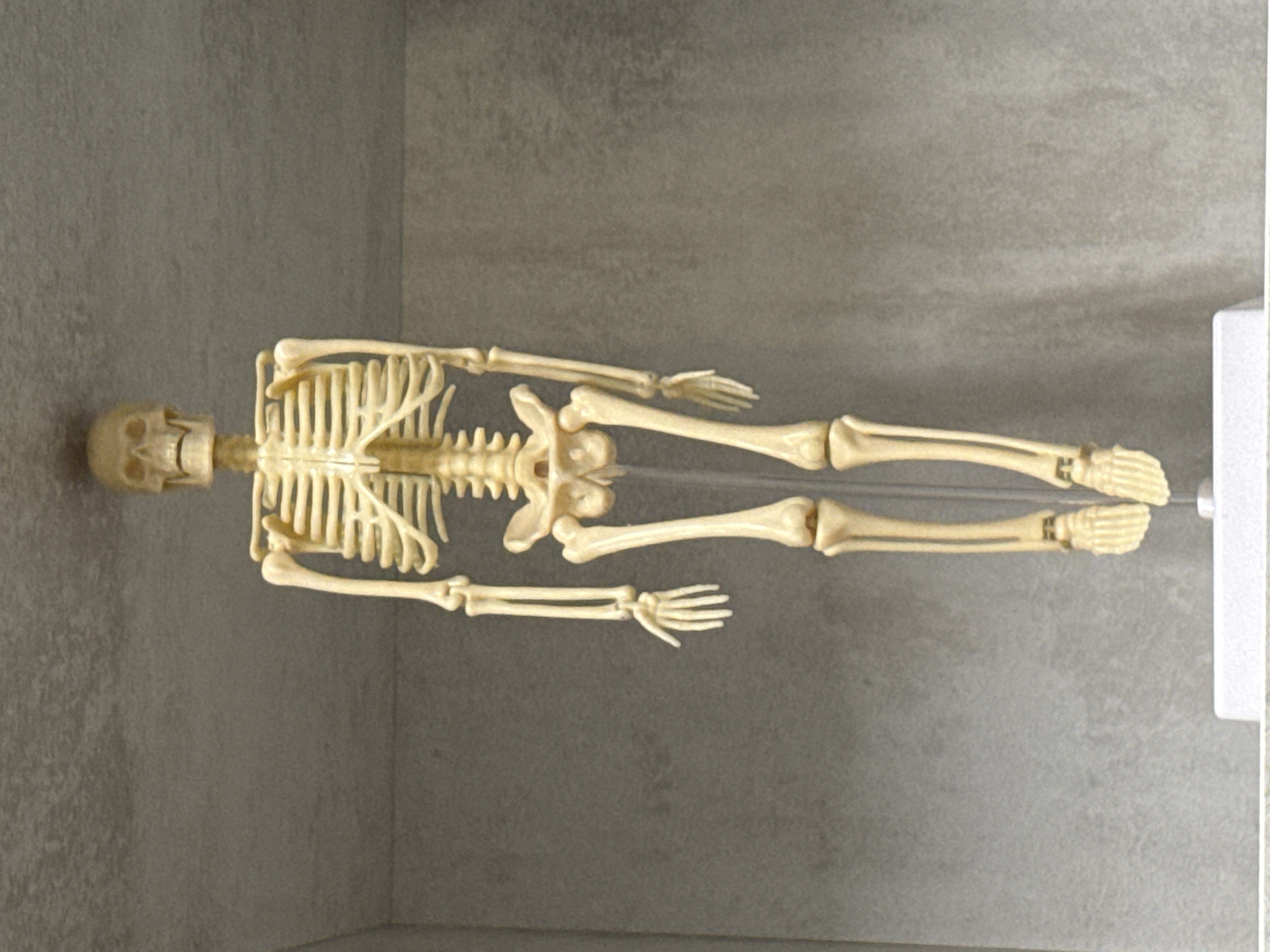 Hands-on science museum visit in Khimki, skeletons and microscopes