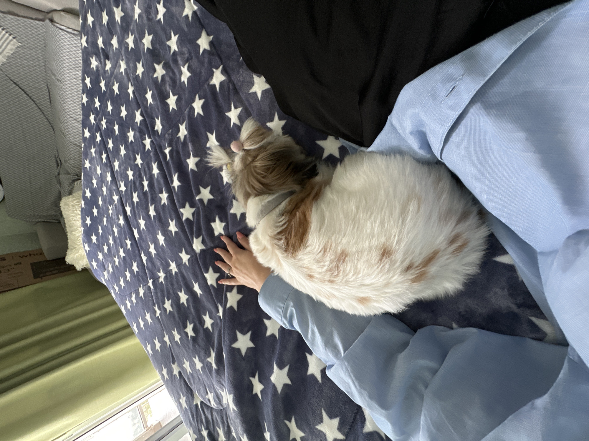 Shih Tzu dog spotted during early morning hours in Batumi