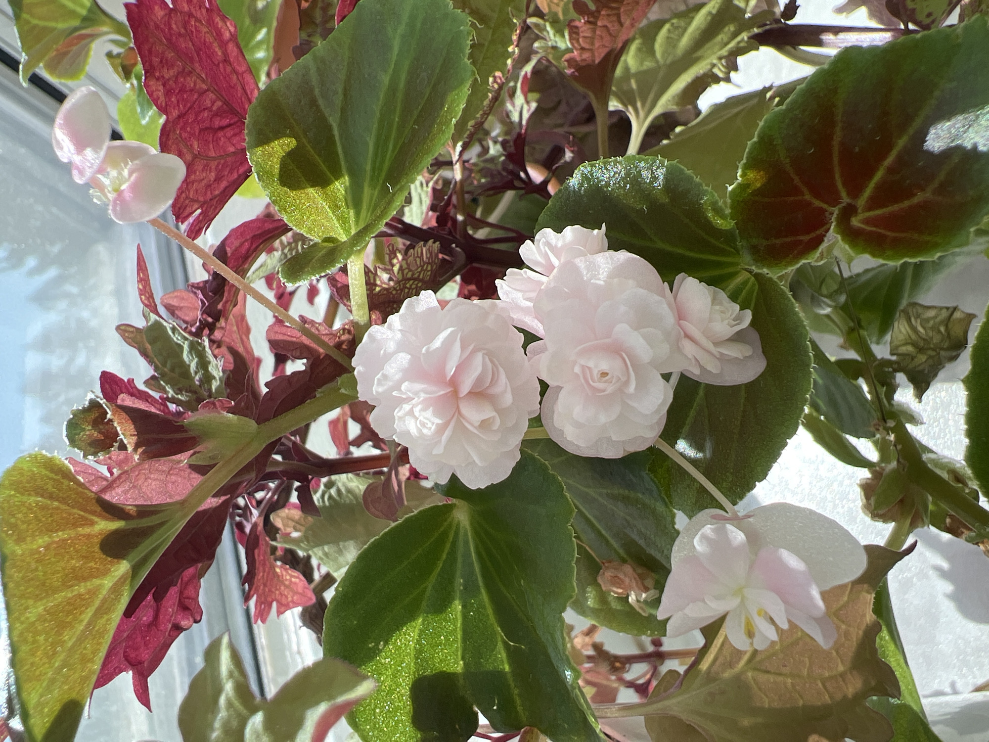 Indoor garden documented at Russian sanatorium facility