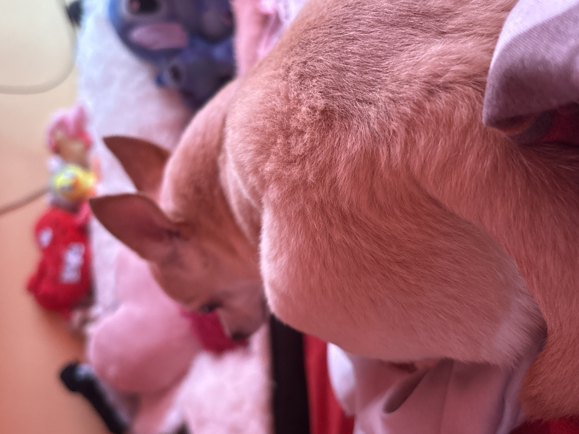 Small Chihuahua spotted indoors in Vratsa, Bulgaria