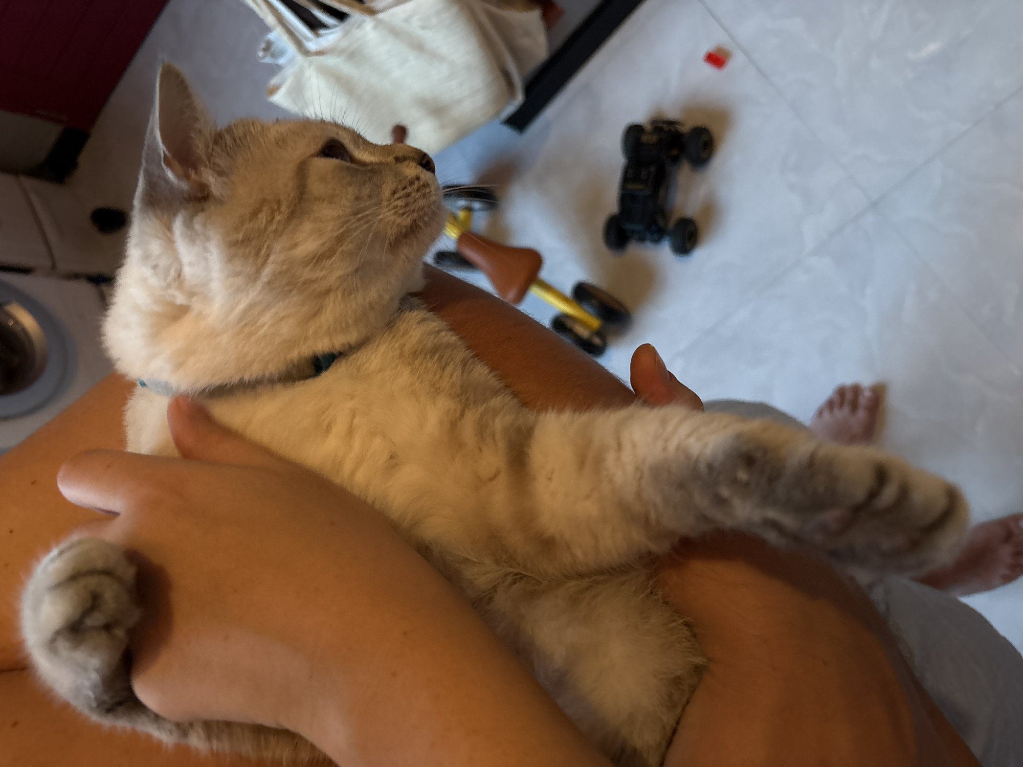 Family morning in Choeng Thale with cats and errands