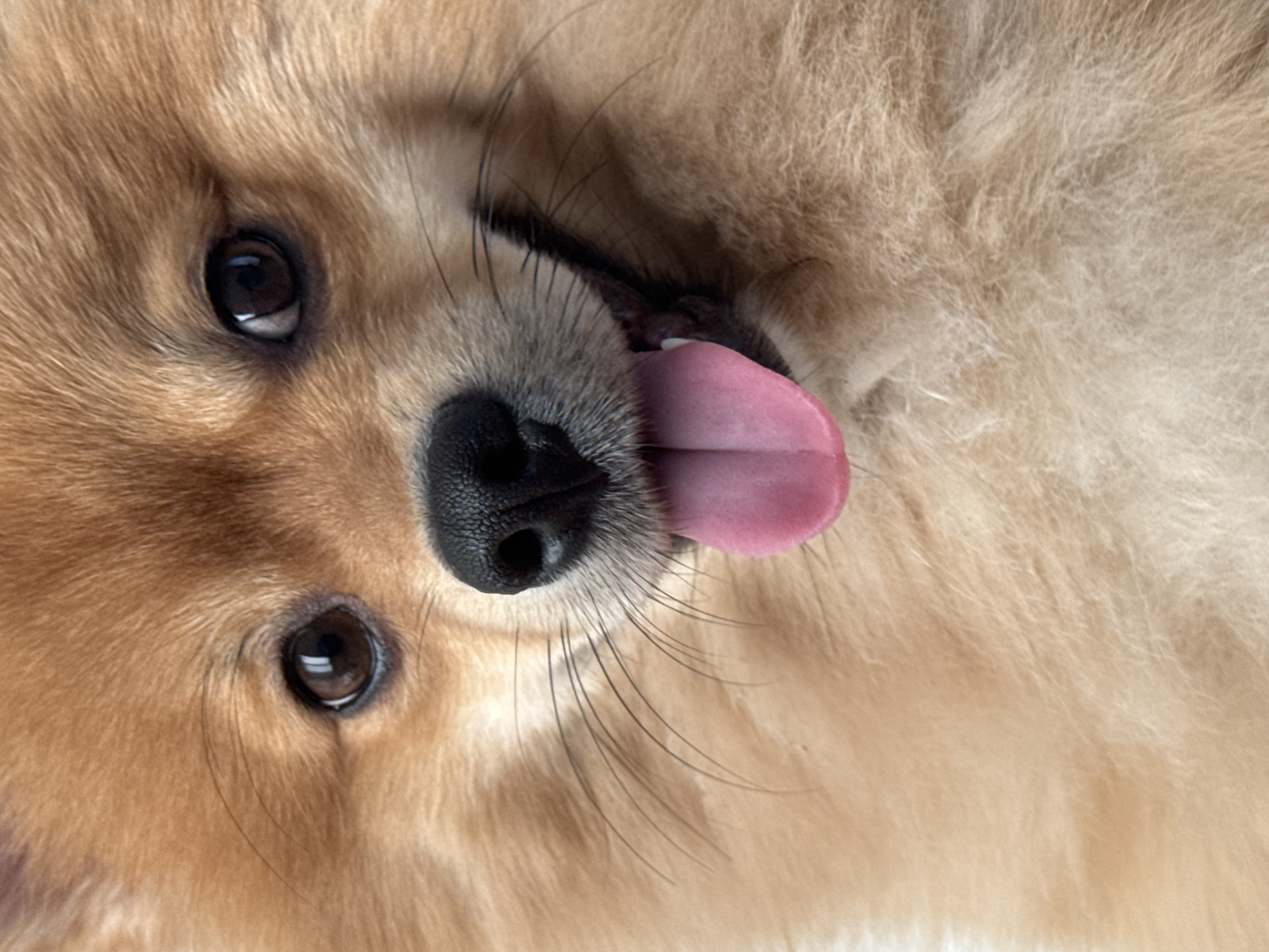 Pomeranian dog photographed in multiple poses during Sofia playtime