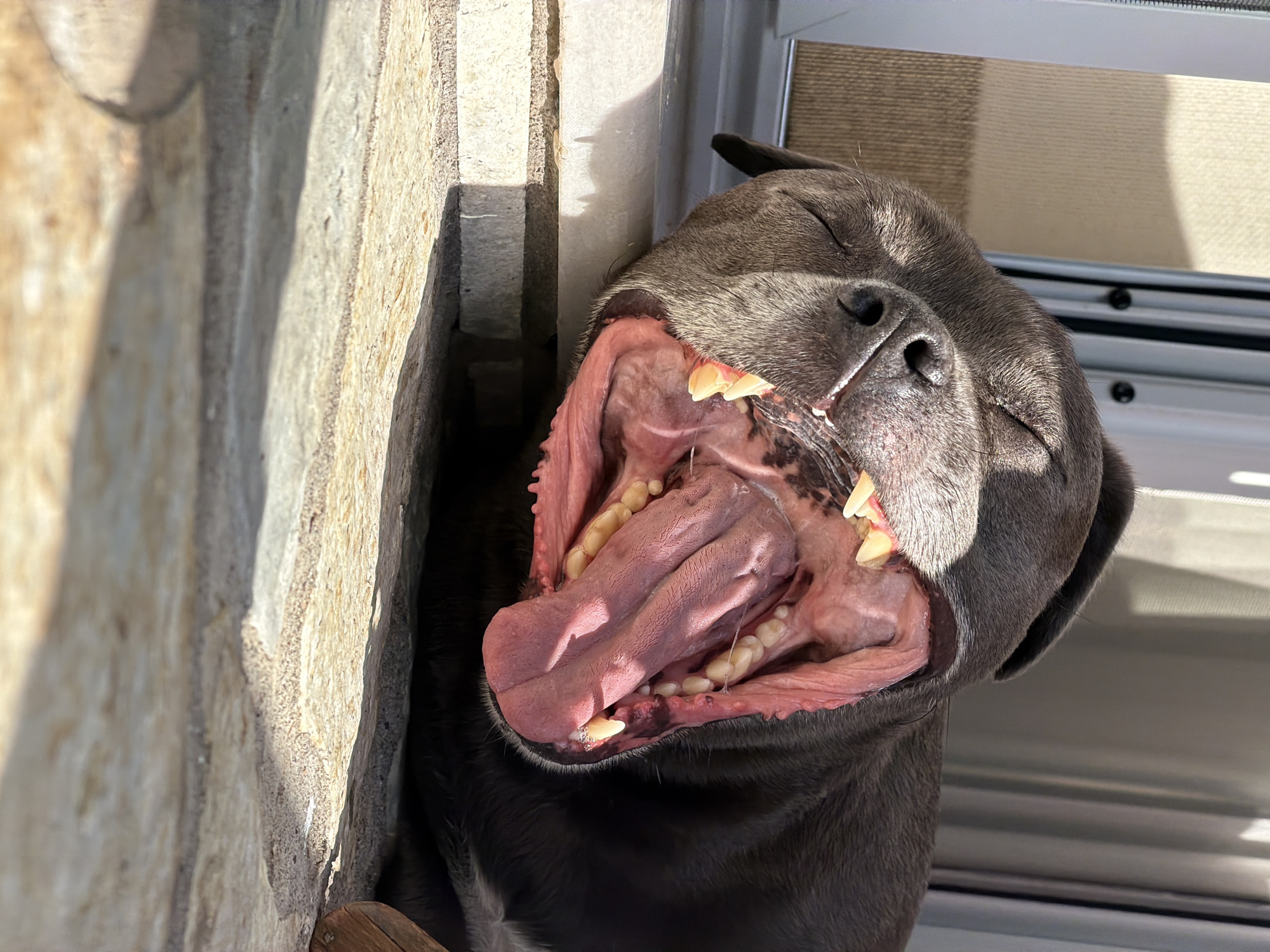 Dogs spotted at various locations in Lefkada, Greece