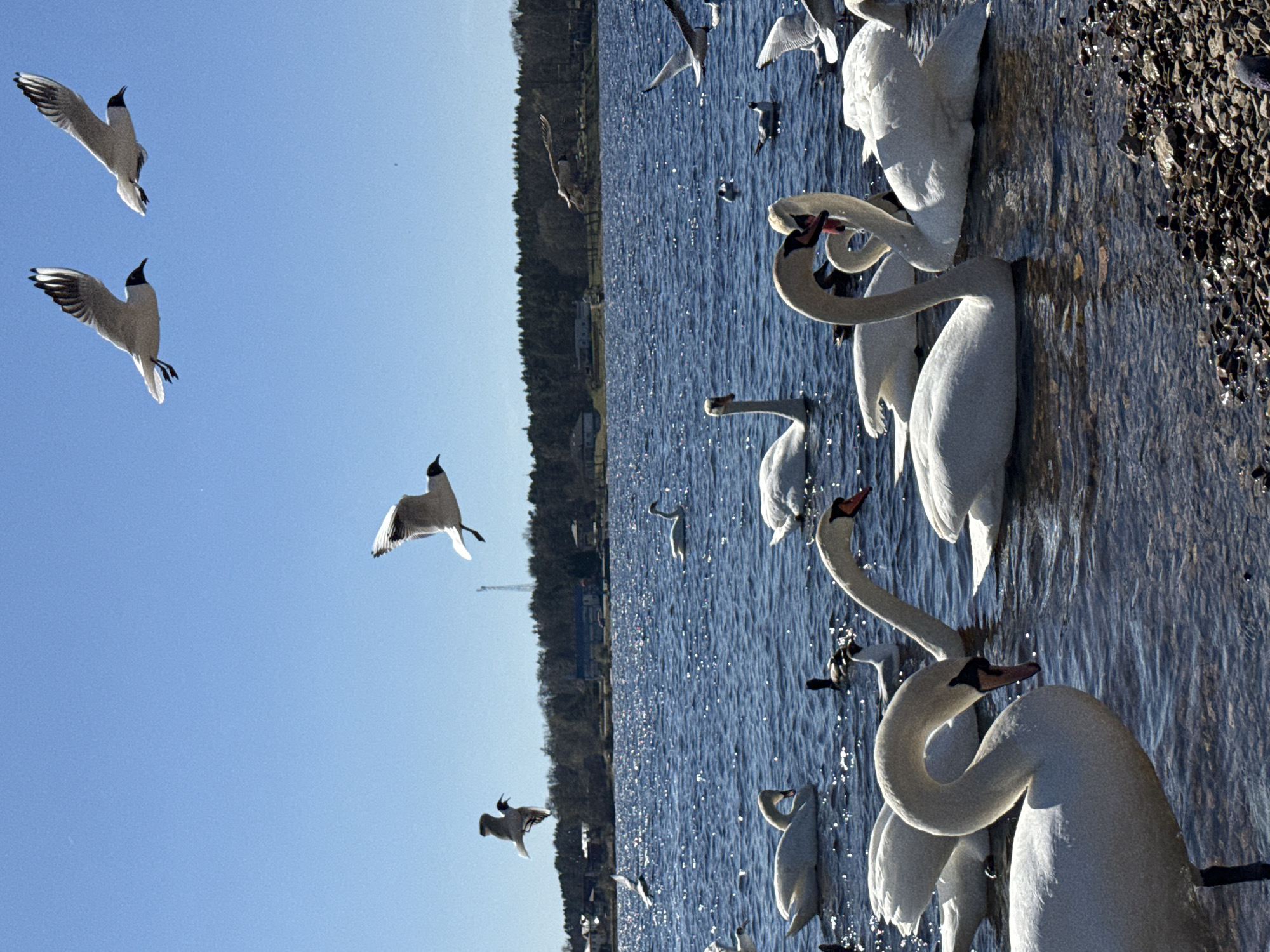 Person feeds swan flock along Riga waterfront