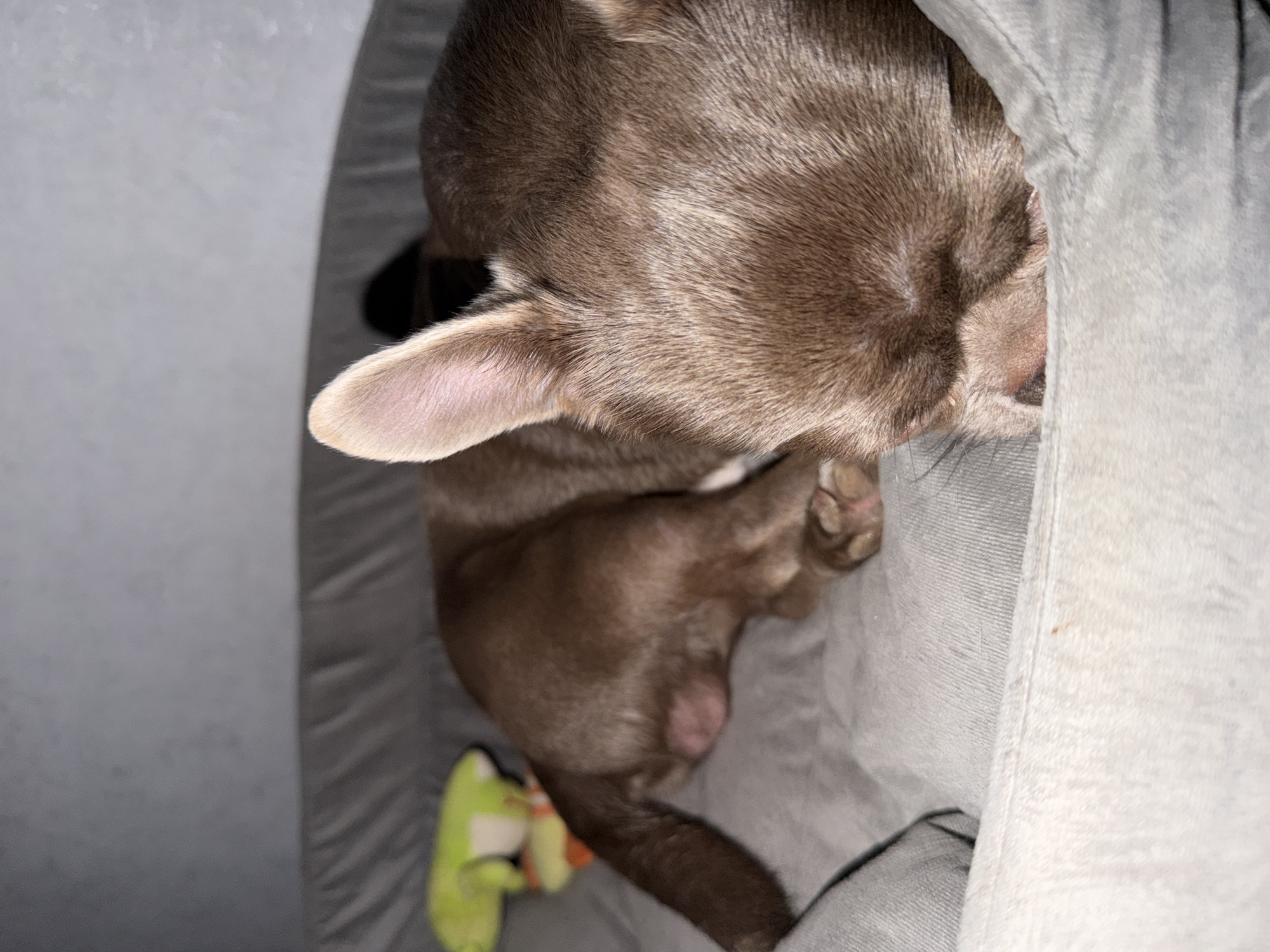 Chihuahua puppy photographed playing and resting in Votkinsk home