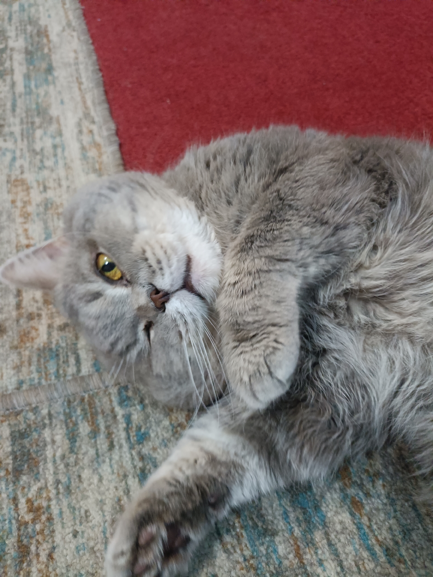 Gray cat relaxes and poses at home in Bataysk