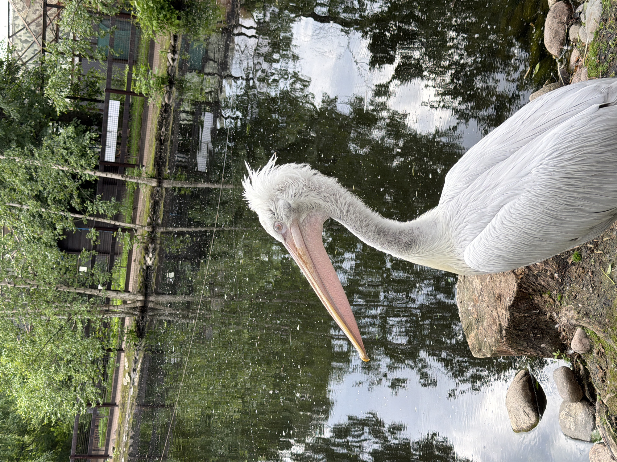 Saint Petersburg Zoo visit captured in 30 memories