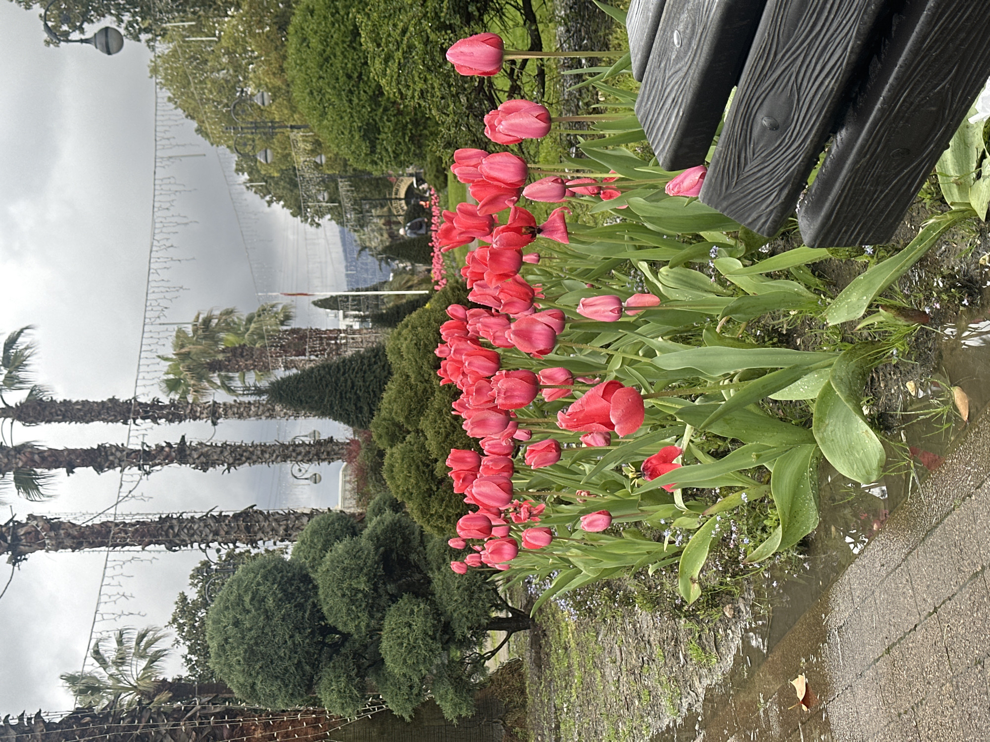 Spring tulips bloom in Sochi park after rain