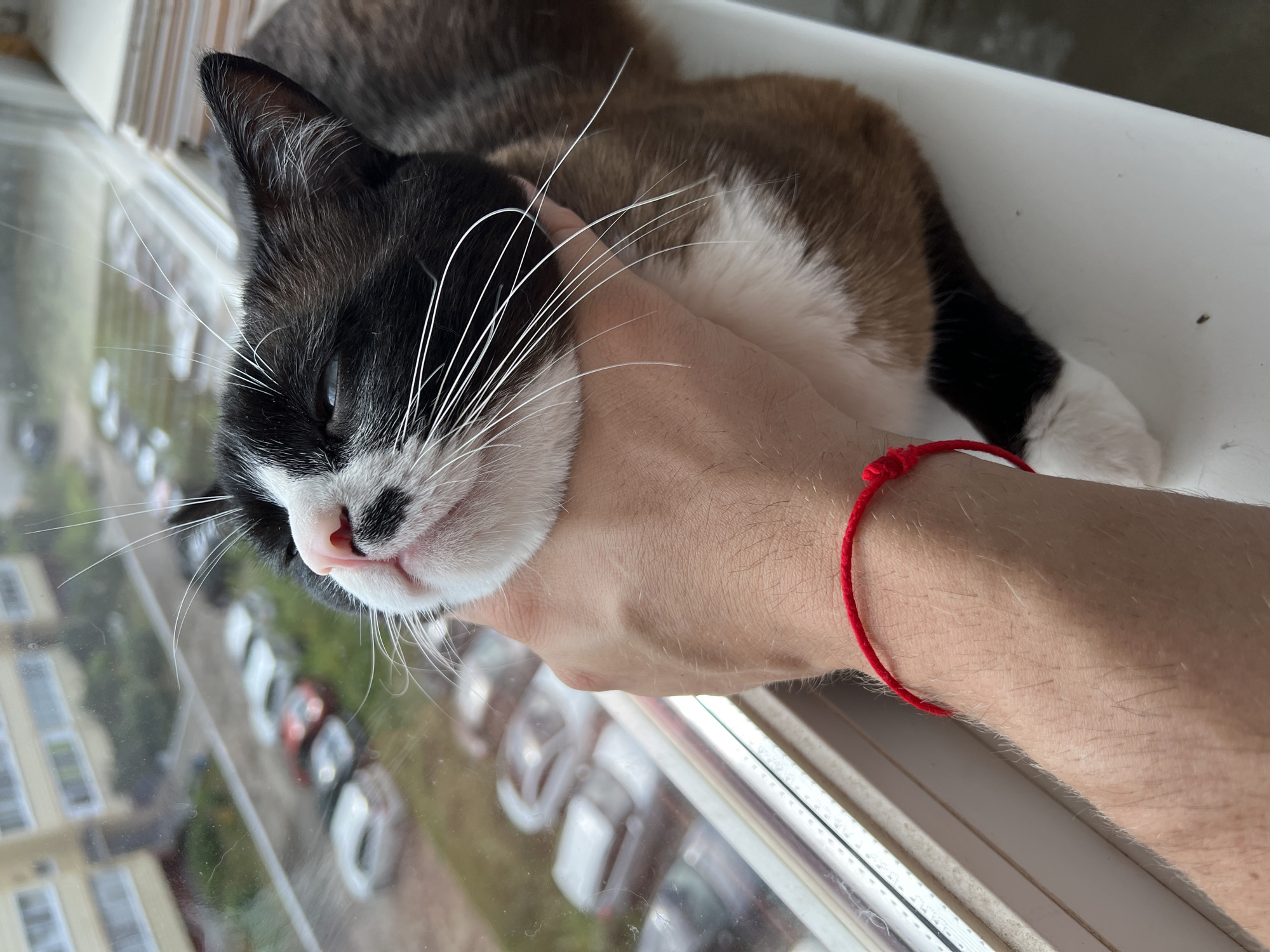 Blue-eyed cat enjoys a lazy windowsill petting session in Russia