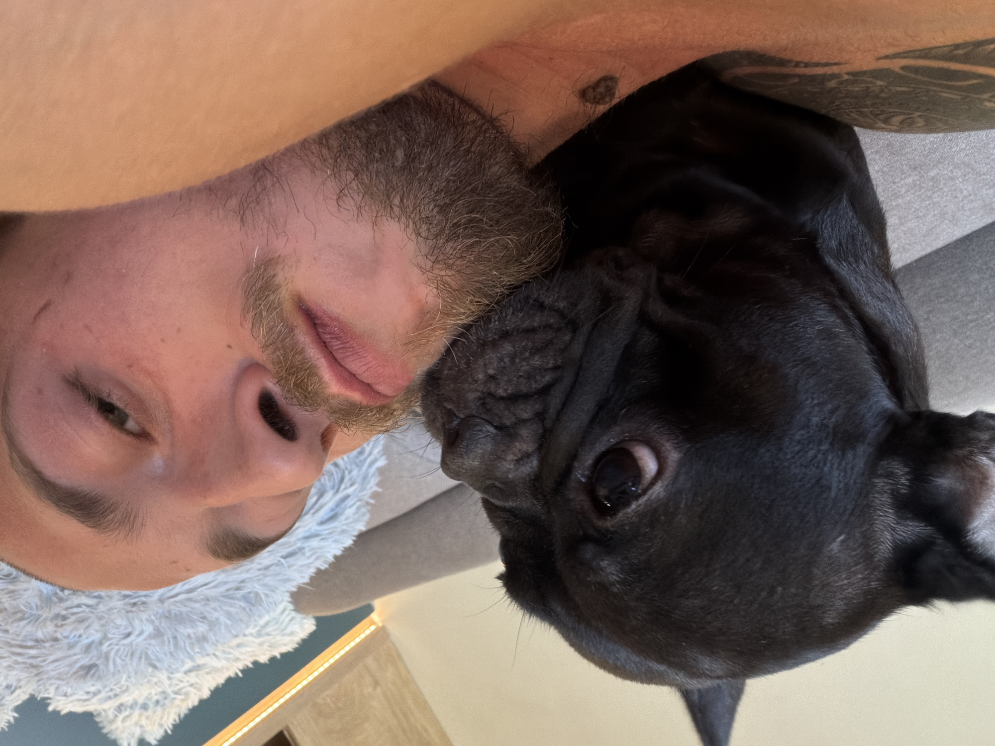 Pet life at a Sofia apartment: cats, a bulldog, and a parrot
