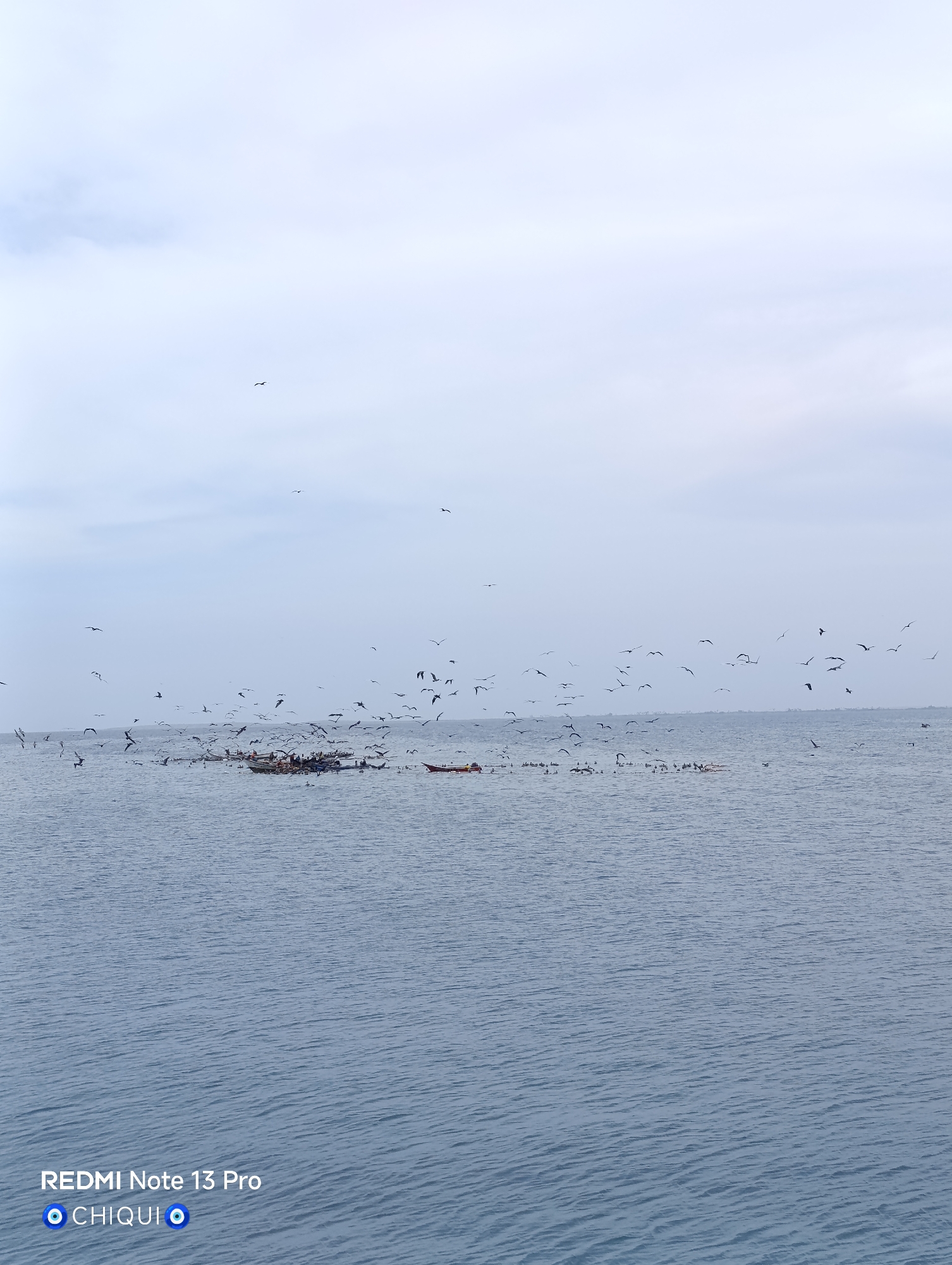 Seabirds flock around fishing boats in Porlamar harbor