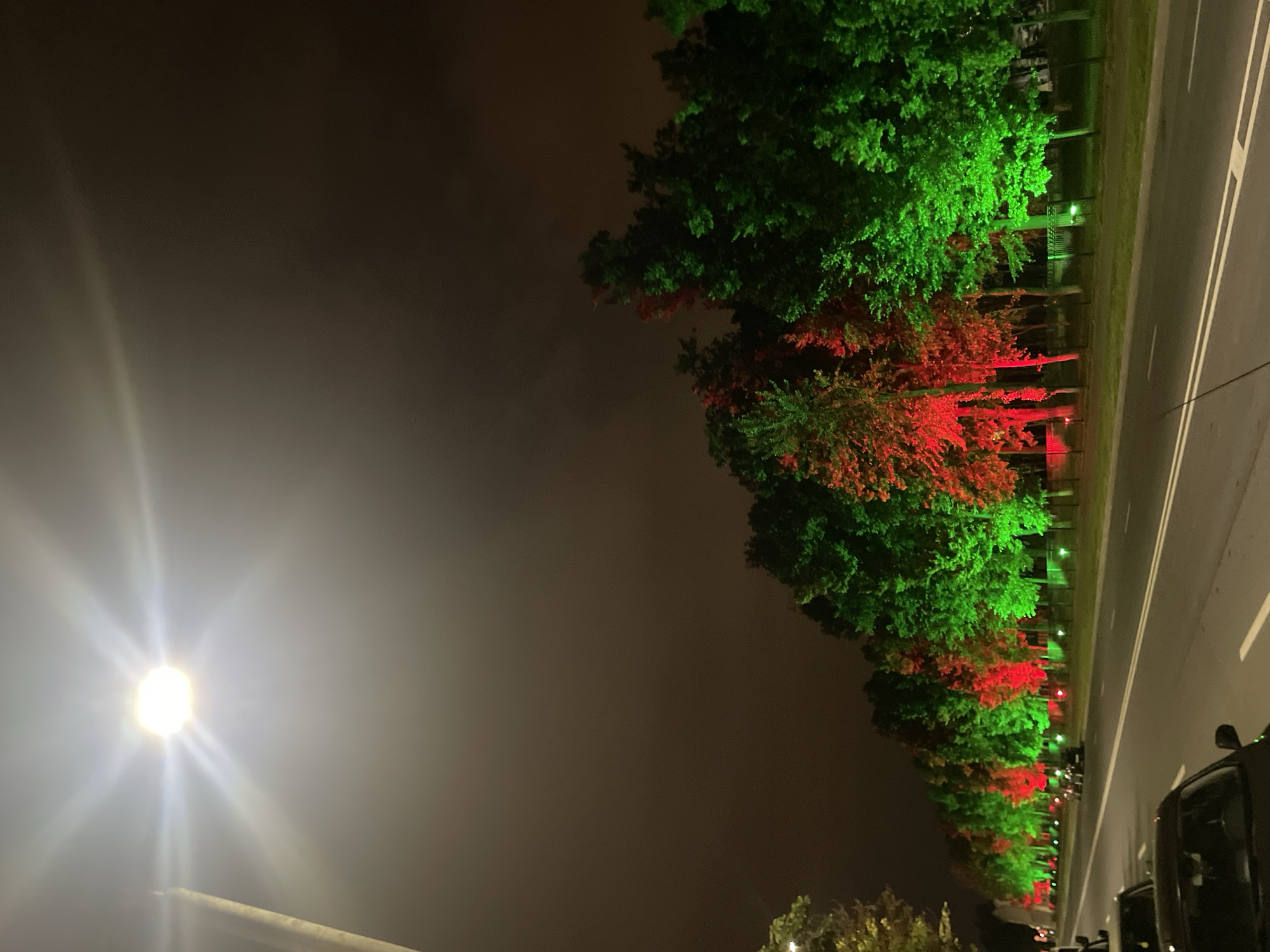 Tree-lined street glows with festive lights and garden flowers at night
