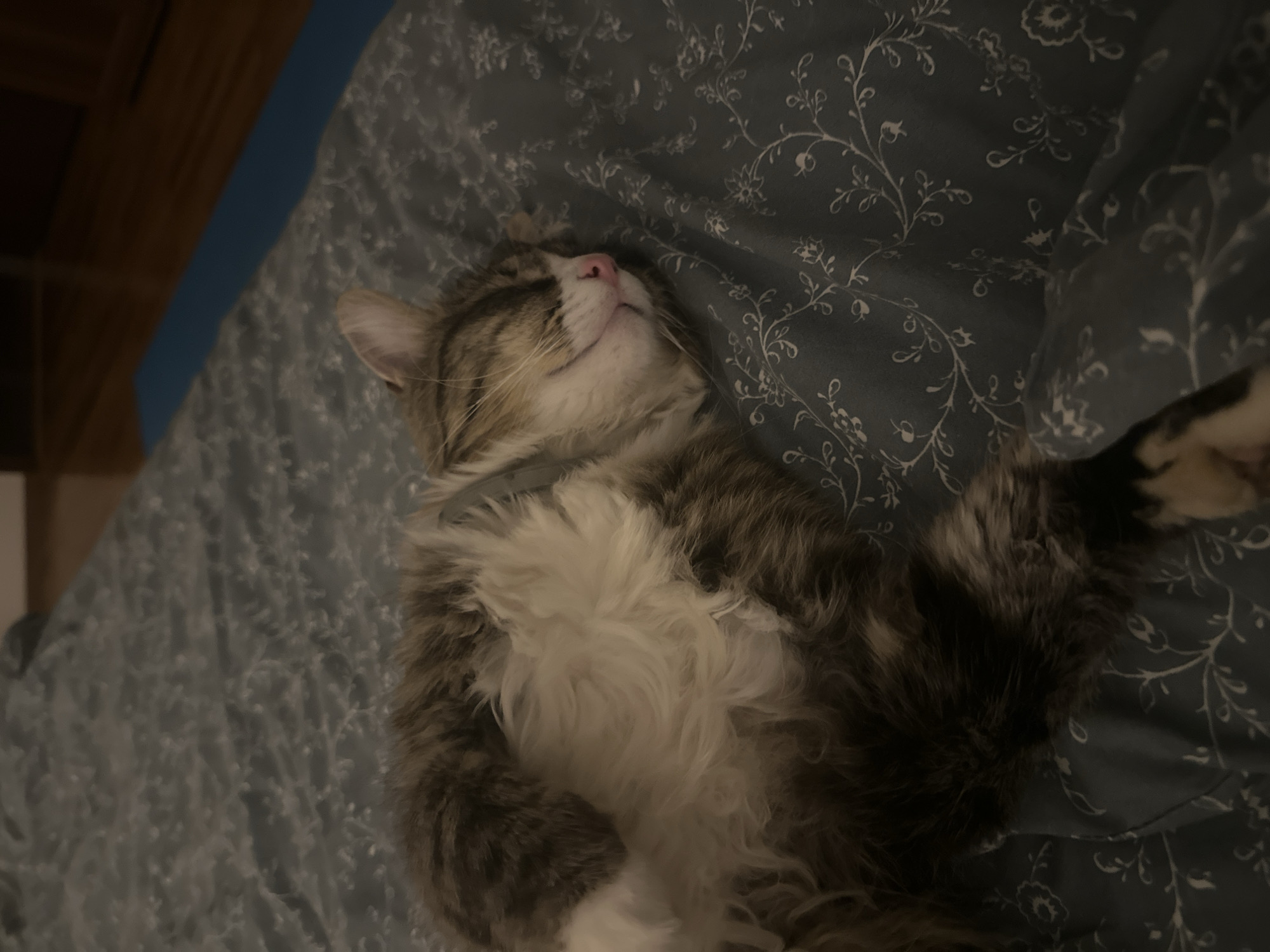 Tabby cat naps belly-up on blue patterned bedding