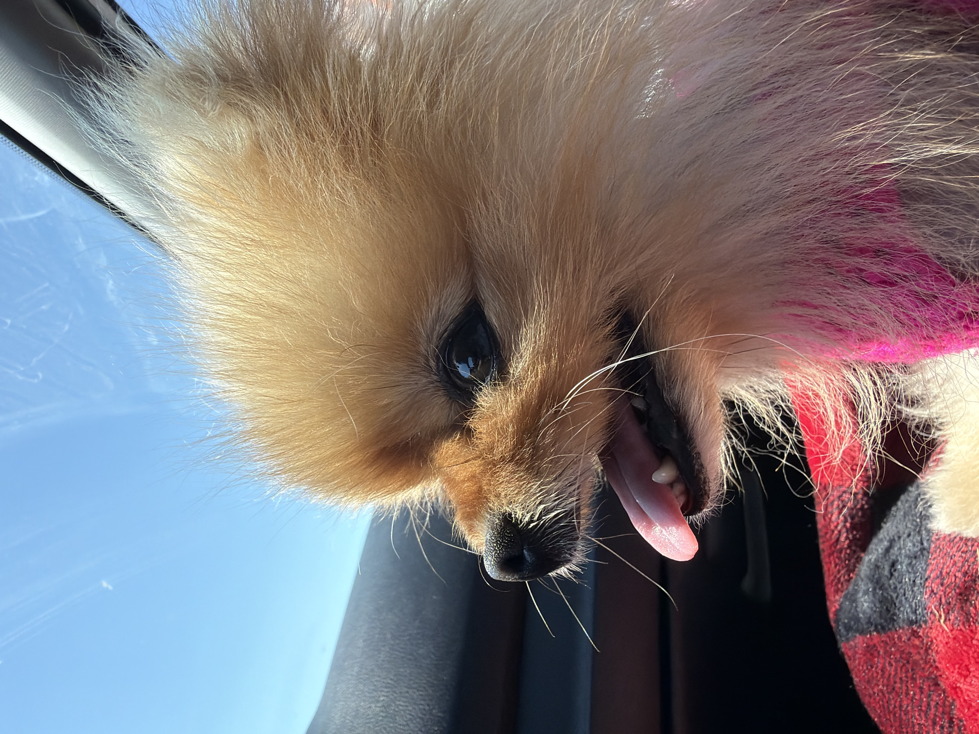 Pomeranian dog and Russian-flagged boat spotted at same location