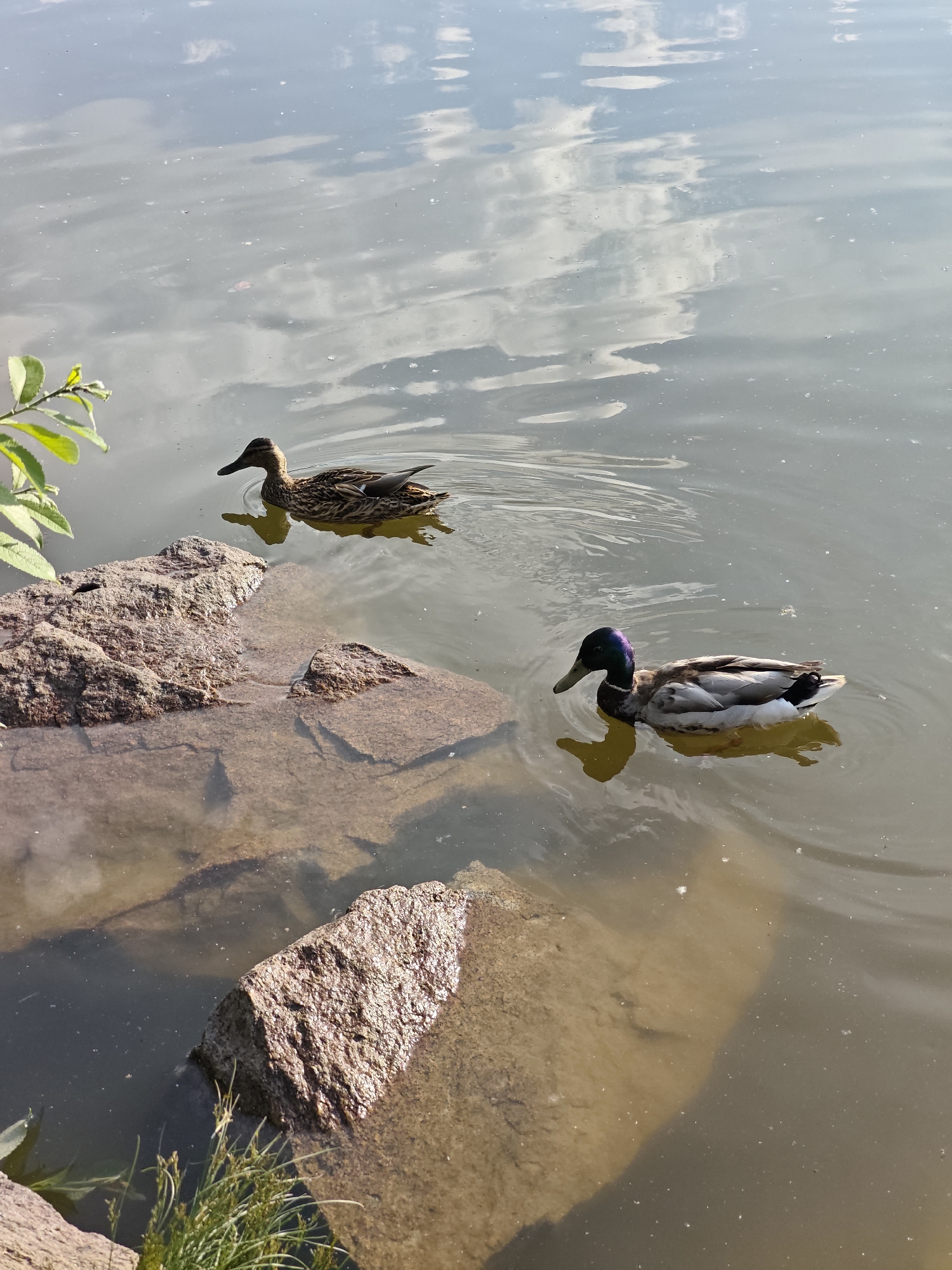 Waterfall, ducks, and a Ferris wheel at a Yekaterinburg park