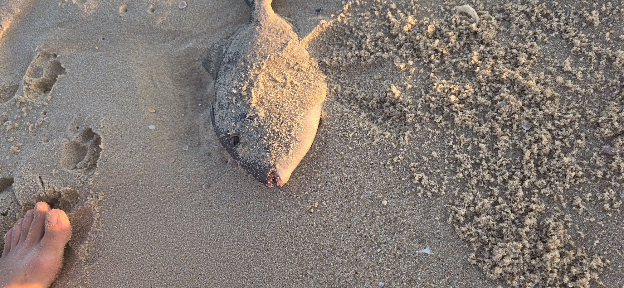 Dead fish and a dog on an Ashkelon beach
