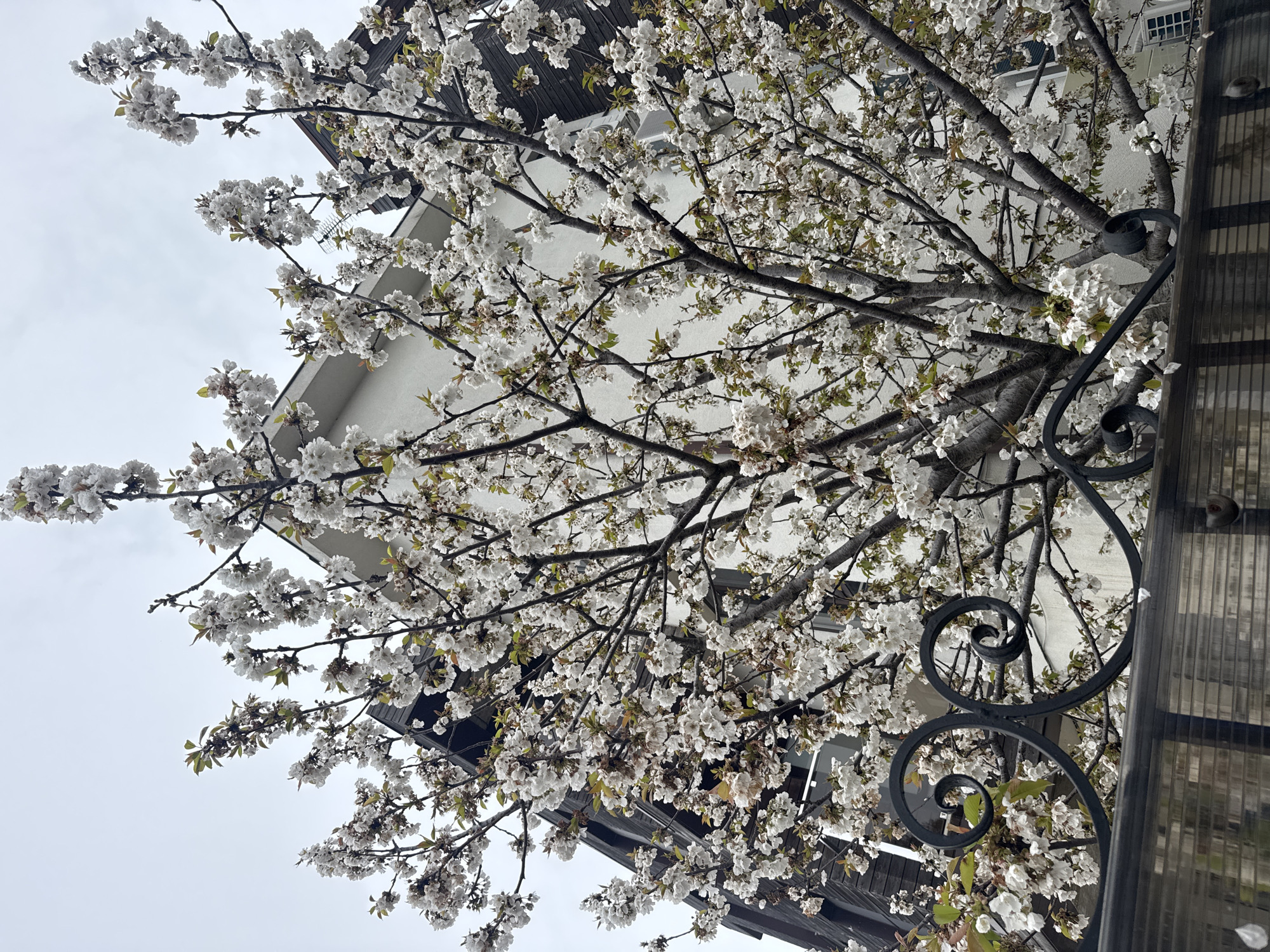 Spring morning captured in Sirius, Russia family home