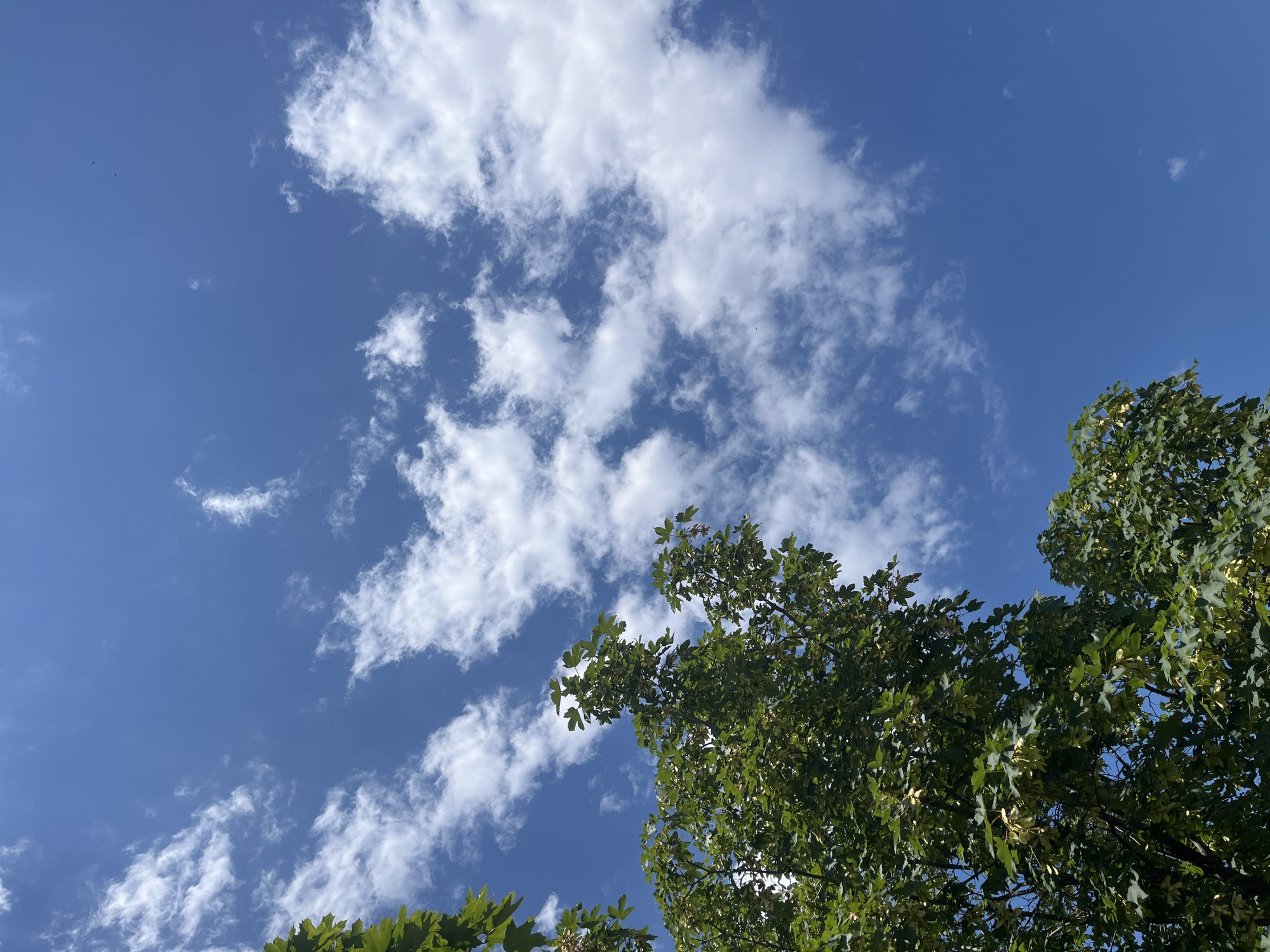 Looking up through tree canopy into a bright blue sky