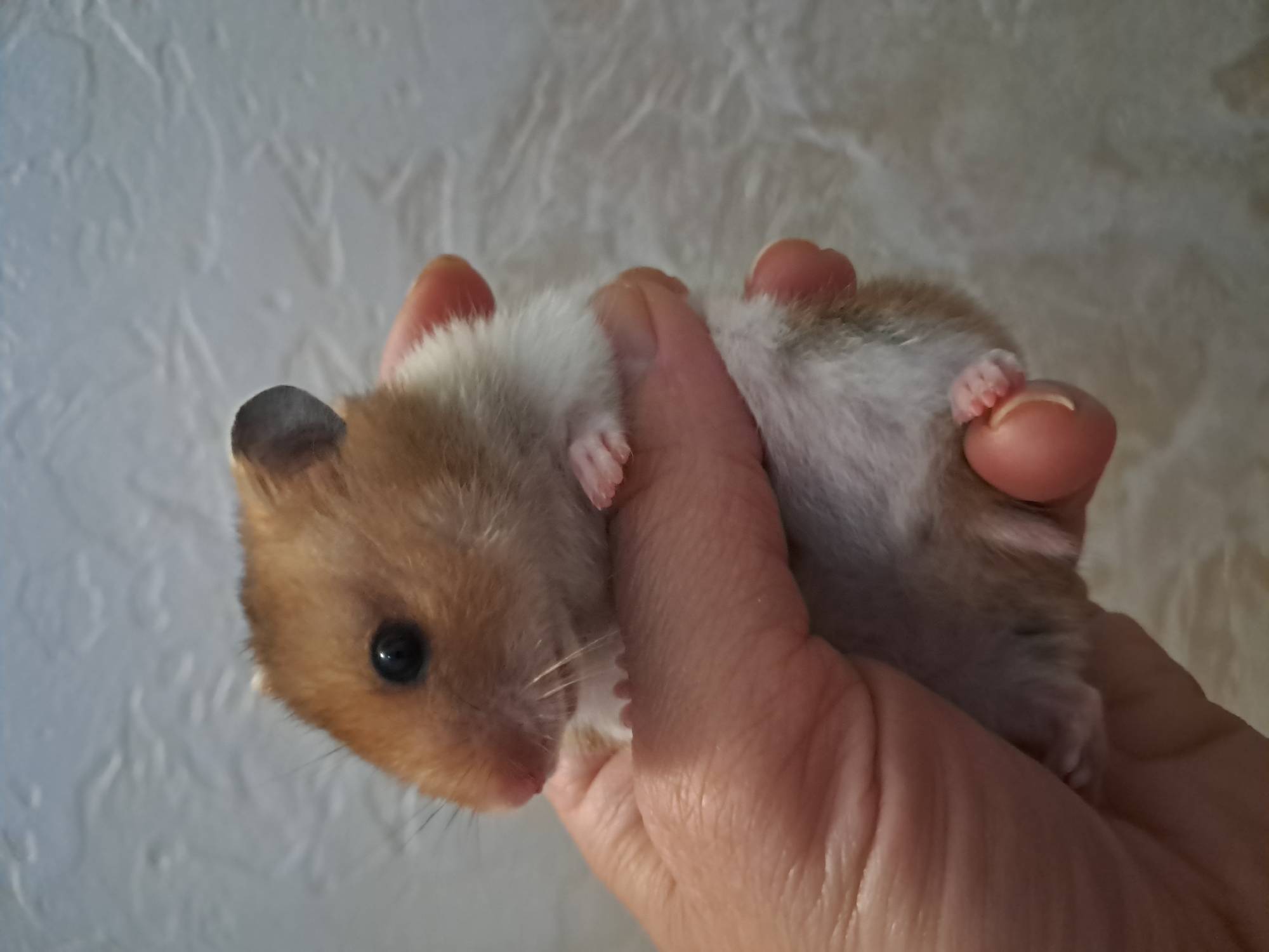 Hamster, home cooking, and city streets on a Sunday afternoon