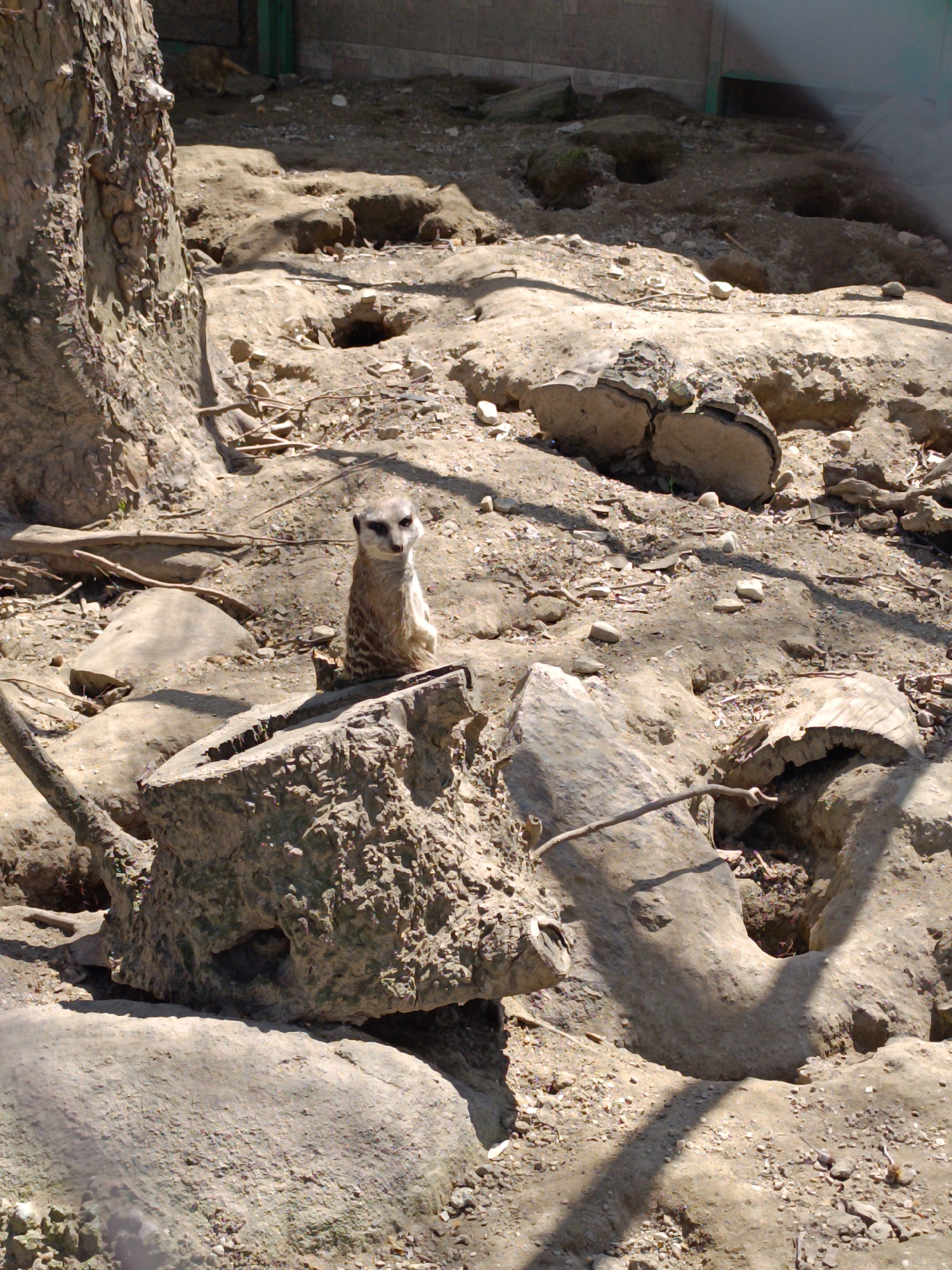 Zoo visitor documents diverse animals in Pazardzhik, Bulgaria