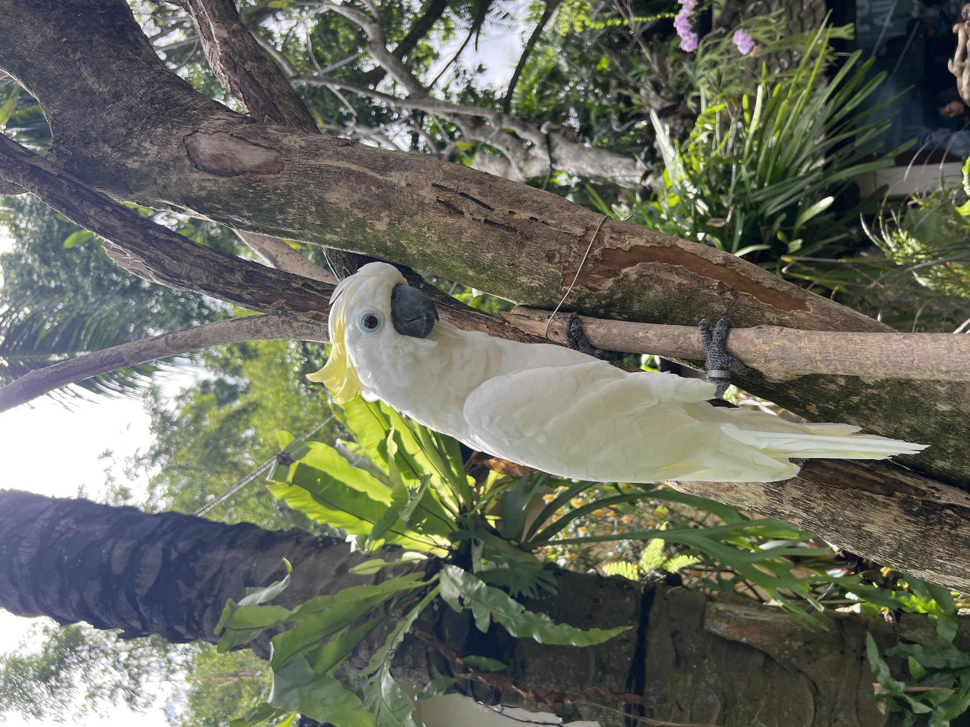 White cockatoo spotted in Sukawati park, Indonesia