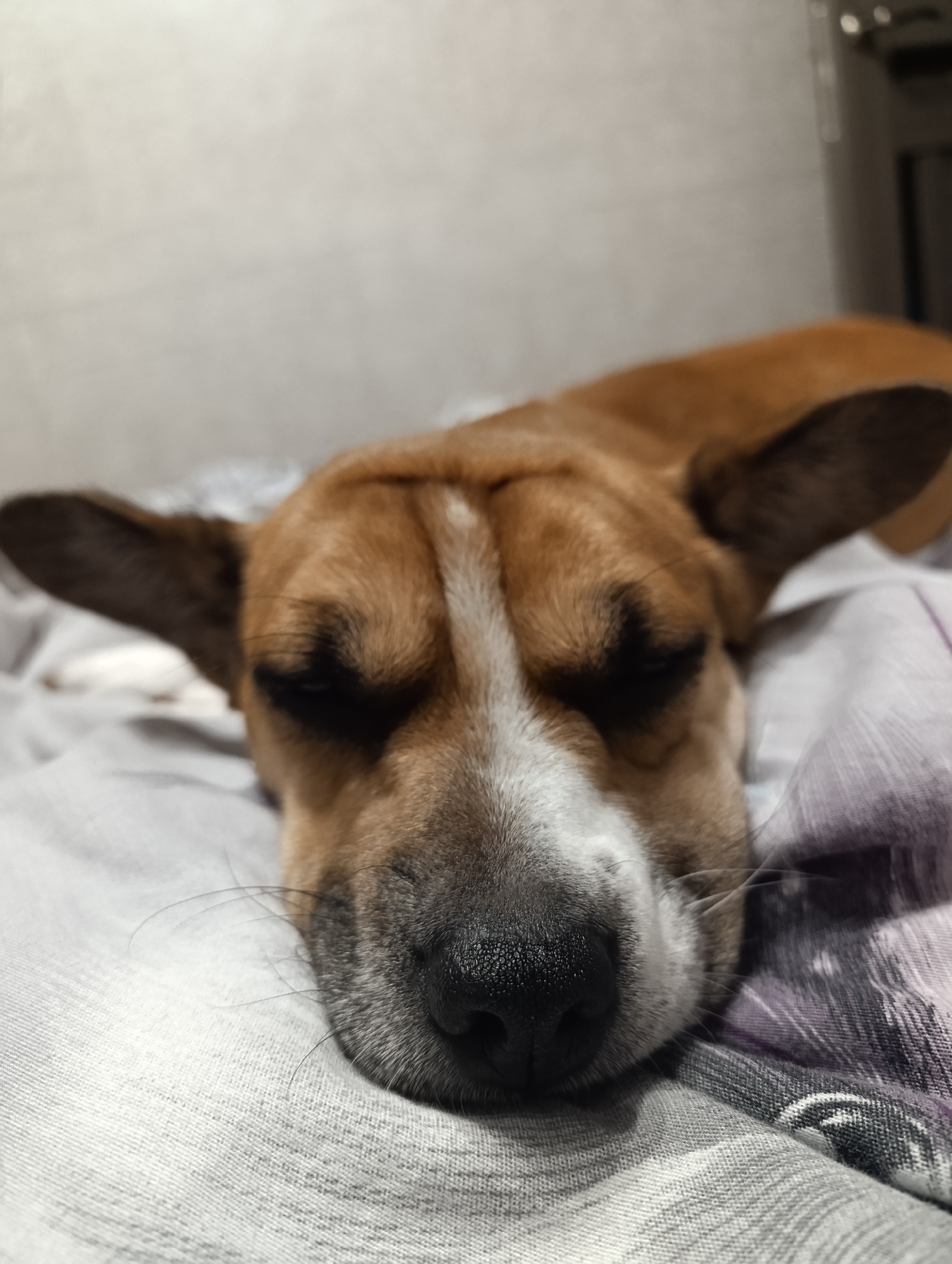 Dog rests indoors as coastal town viewed under cloudy skies