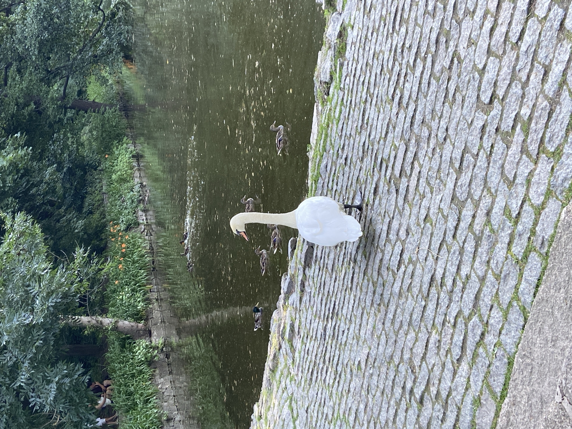 Afternoon at a park: swans, deer, daylilies, and calm water