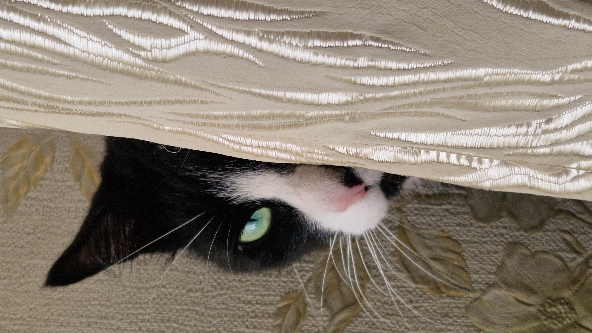 Curious cat peeks from behind a curtain in Riga