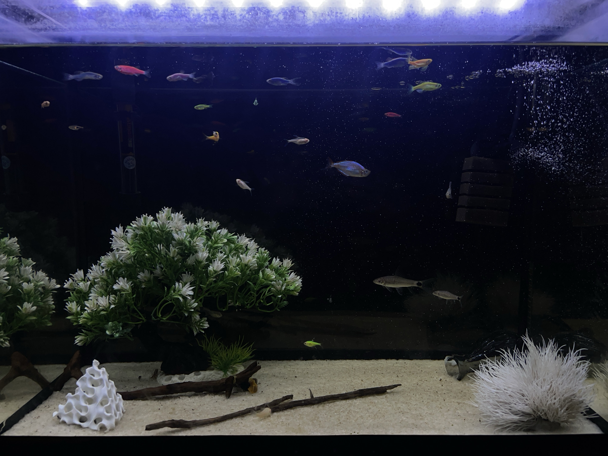 Illuminated aquarium with colorful fish observed in Фролы, Russia
