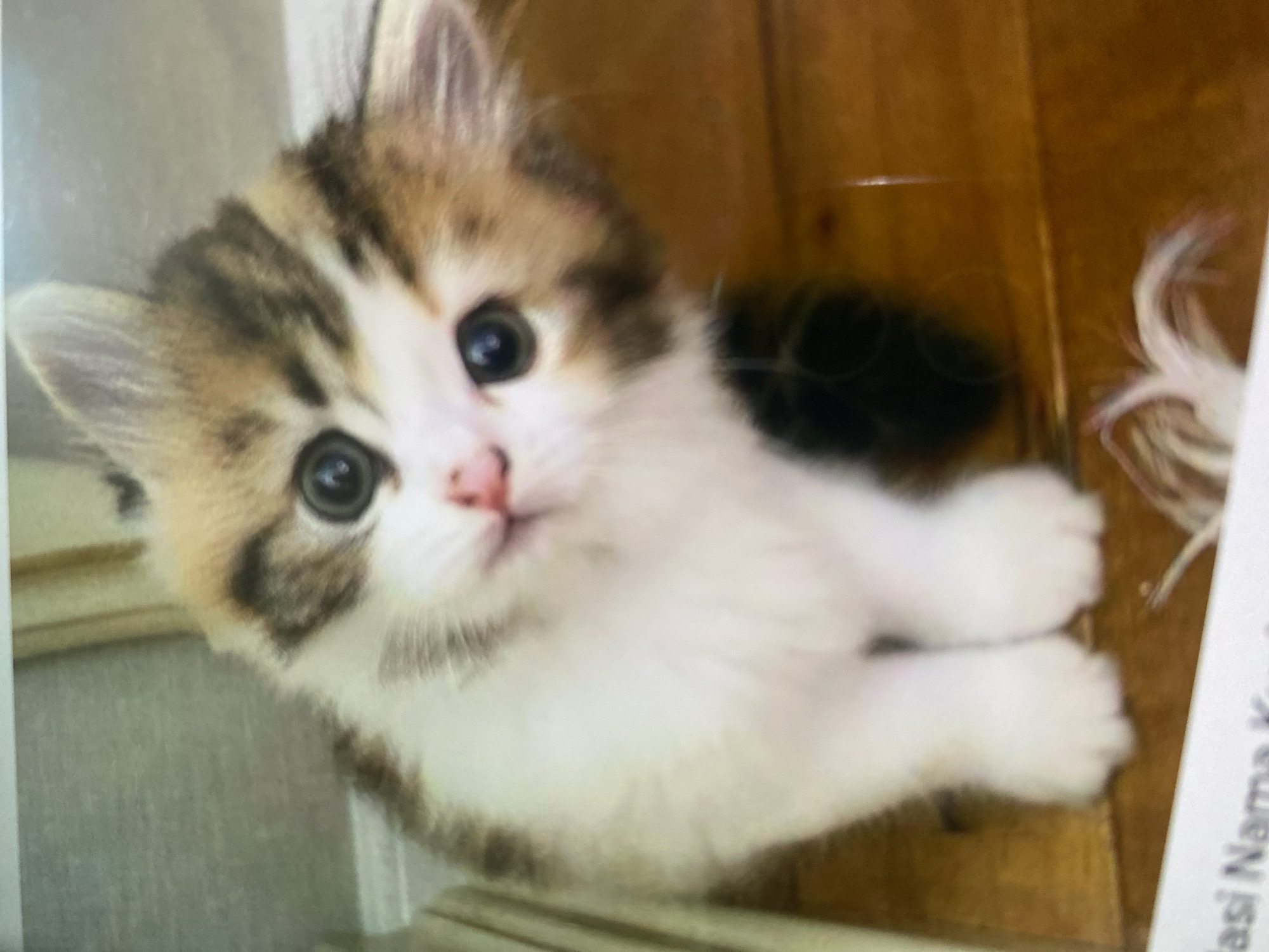 Kitten photo session captured in Ta', Indonesia Saturday morning