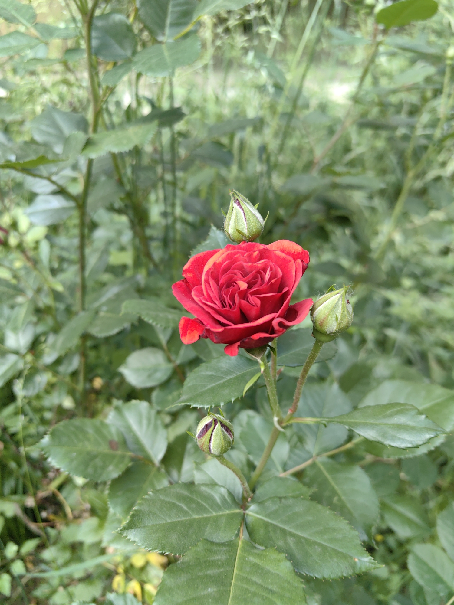 Sofia resident documents roses and street art during afternoon walk