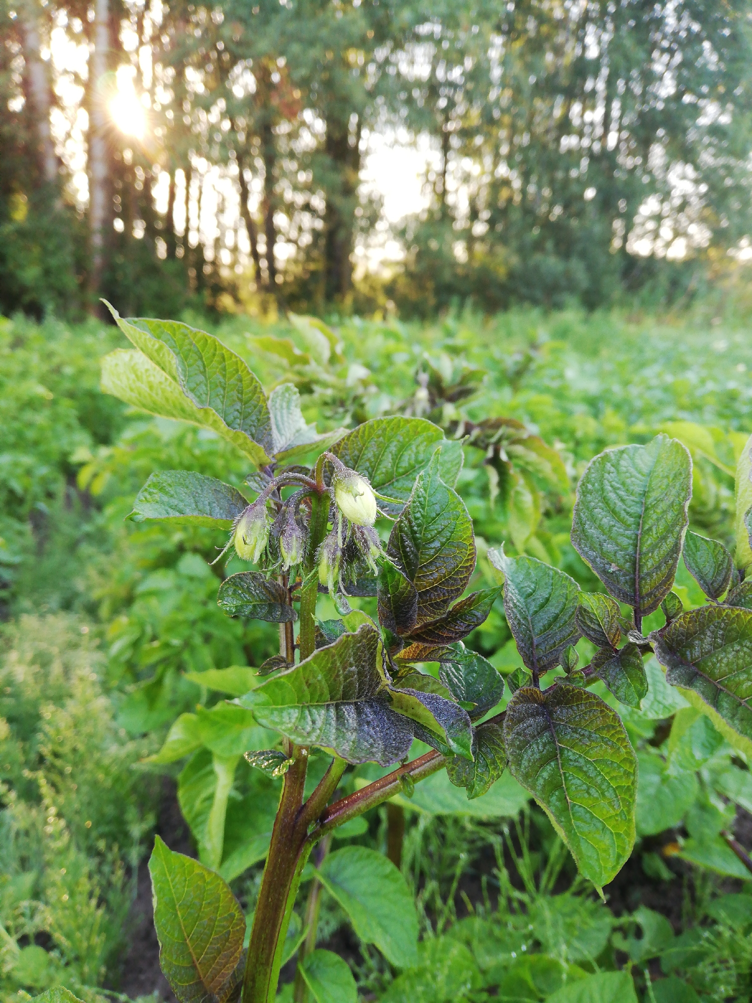 Dahlias, potato fields, and open skies in rural Belarus