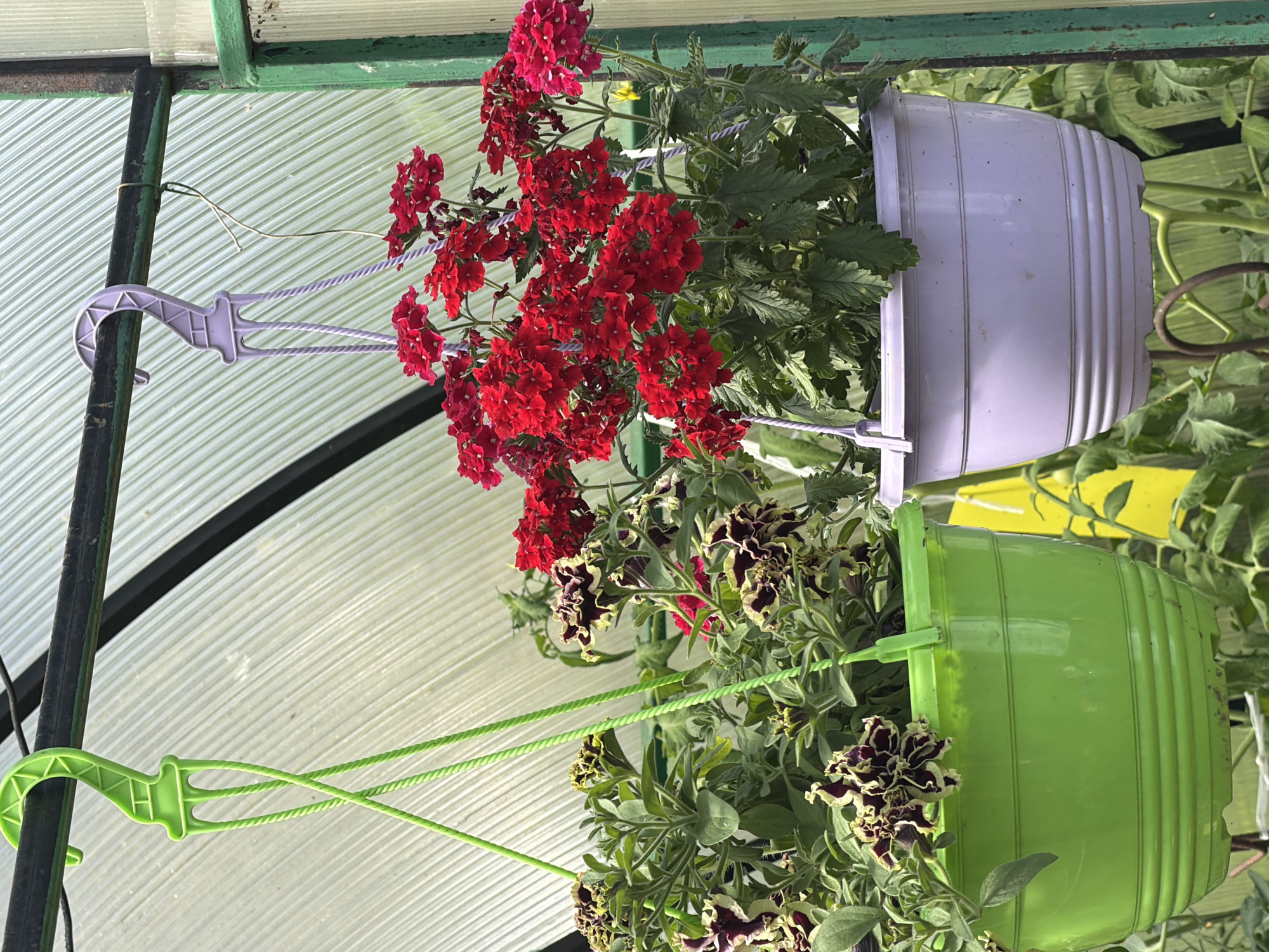 Close-up garden tour: flowers, berries, and fresh herbs