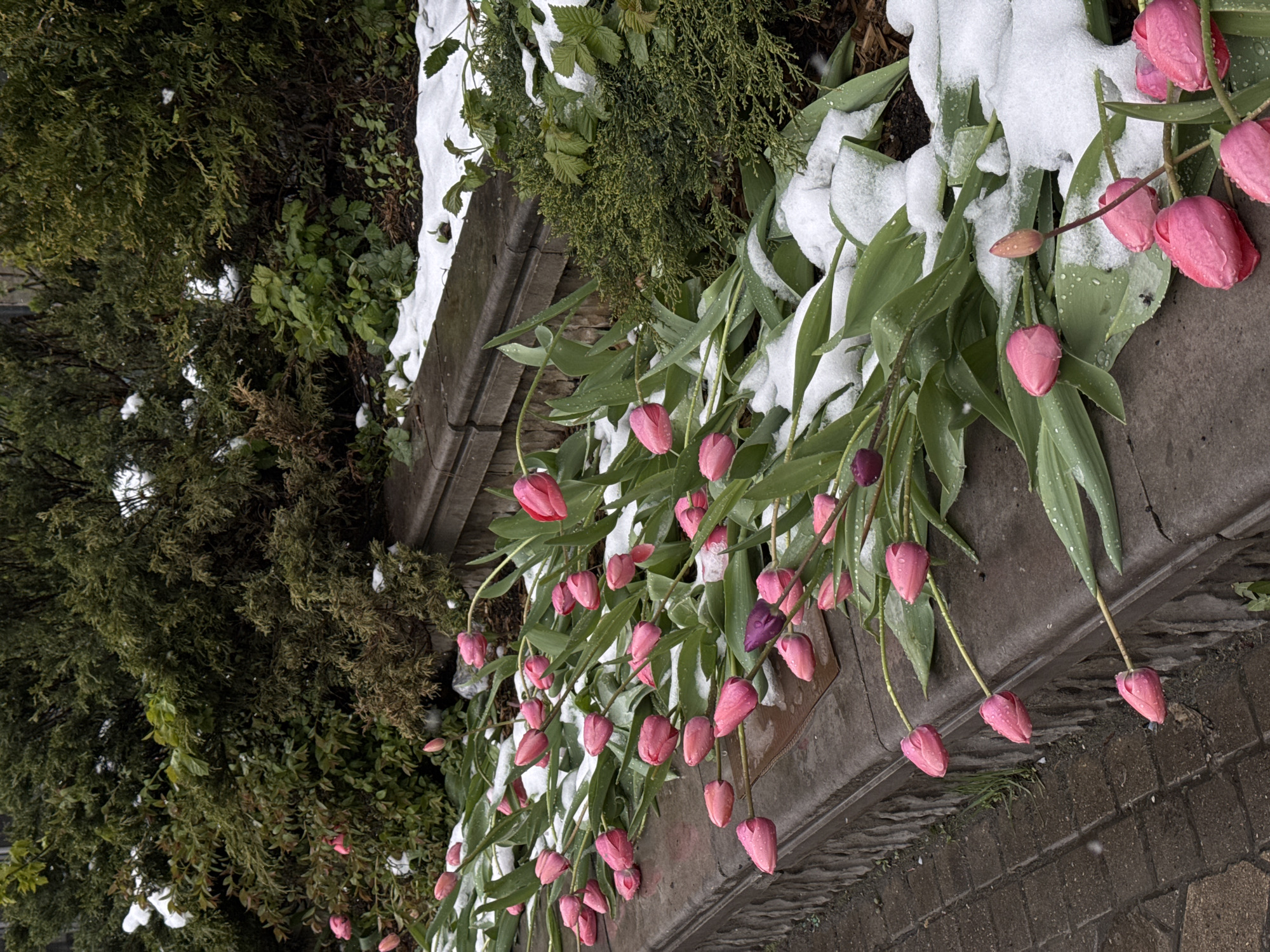 Unseasonable April snowfall blankets Moscow streets and spring flowers