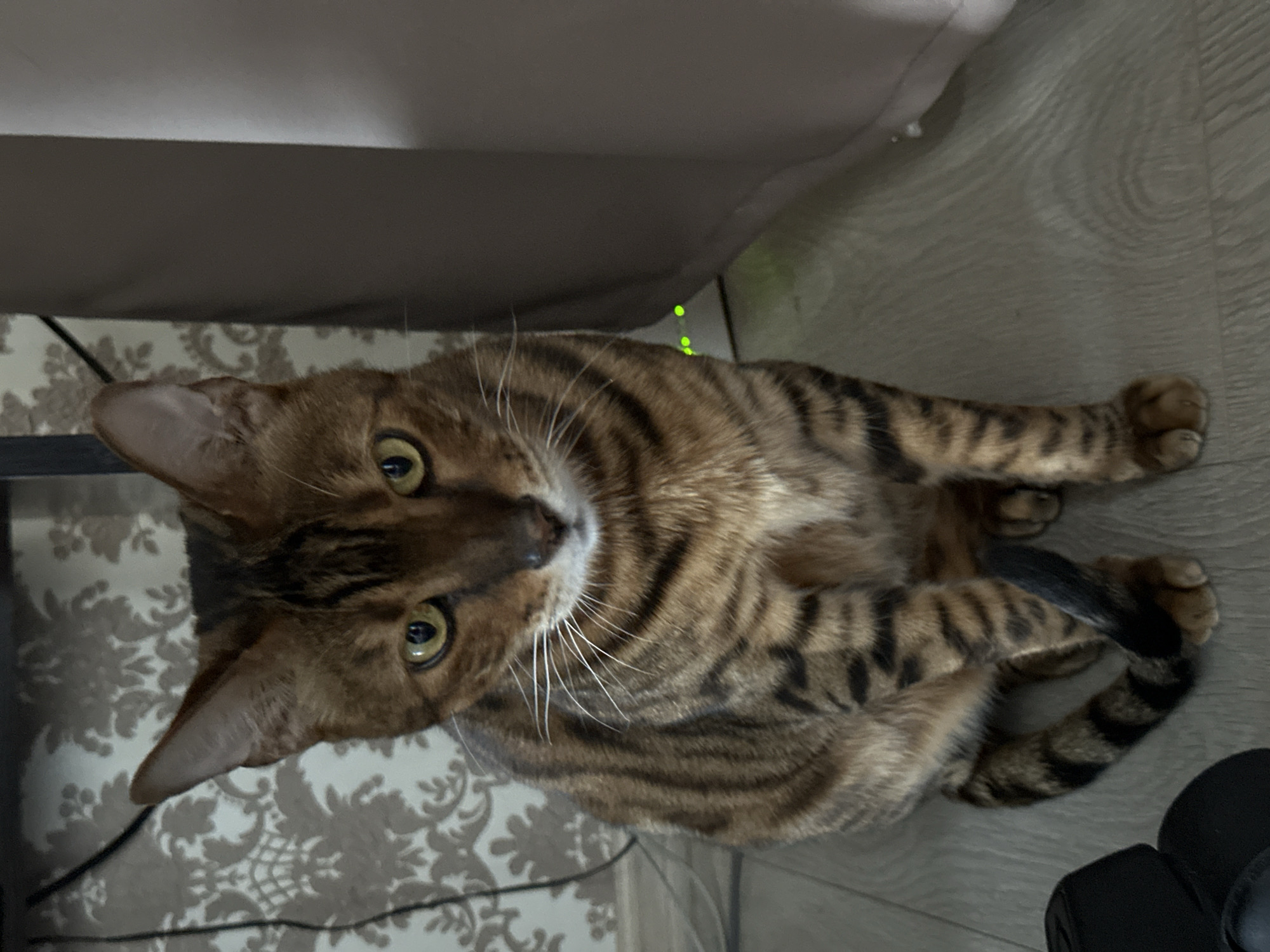 Two Bengal cats hang out on a sunny windowsill in Russia
