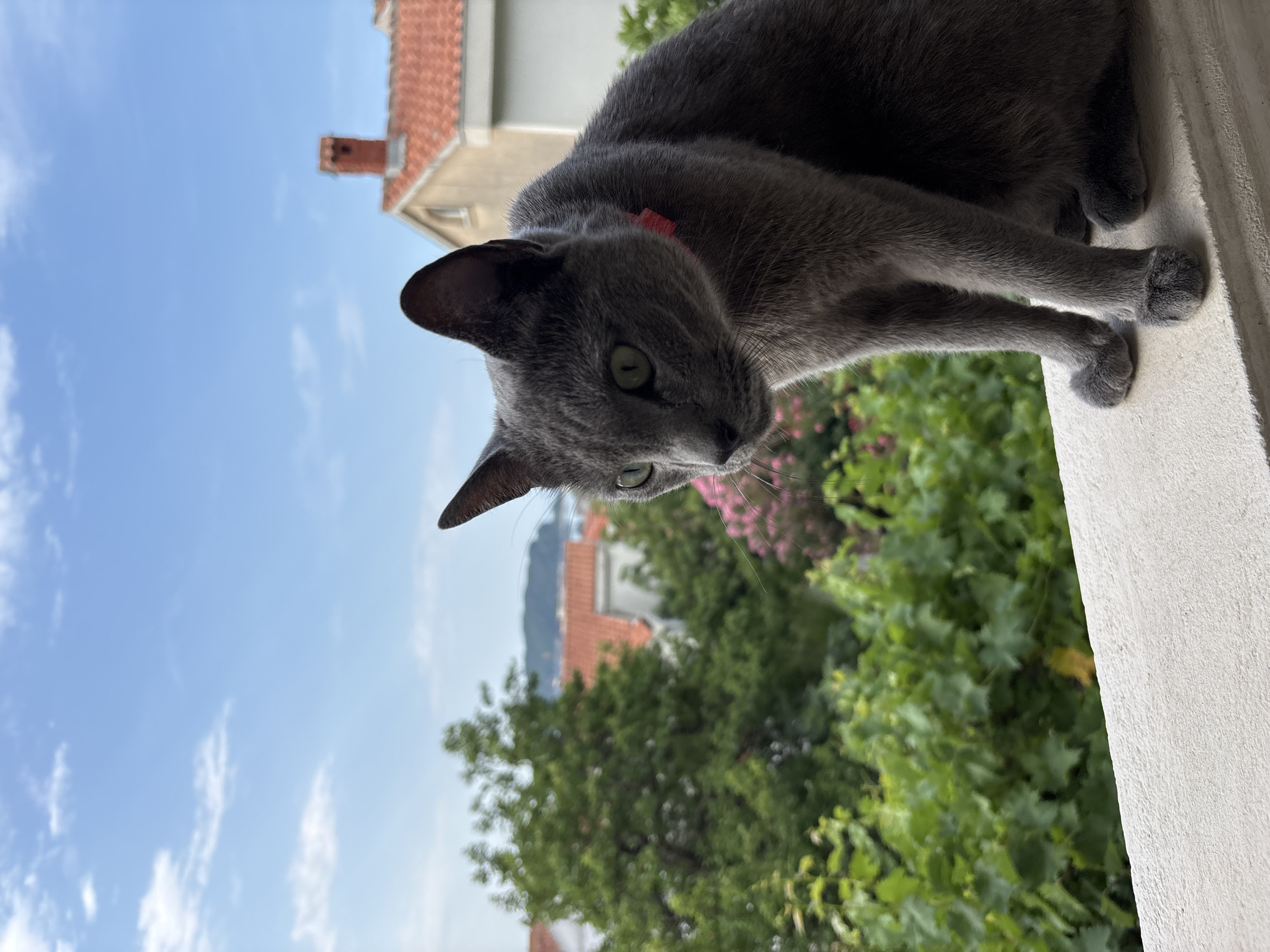 Grey cat overlooks Budva rooftops while a motorcycle gets loaded up