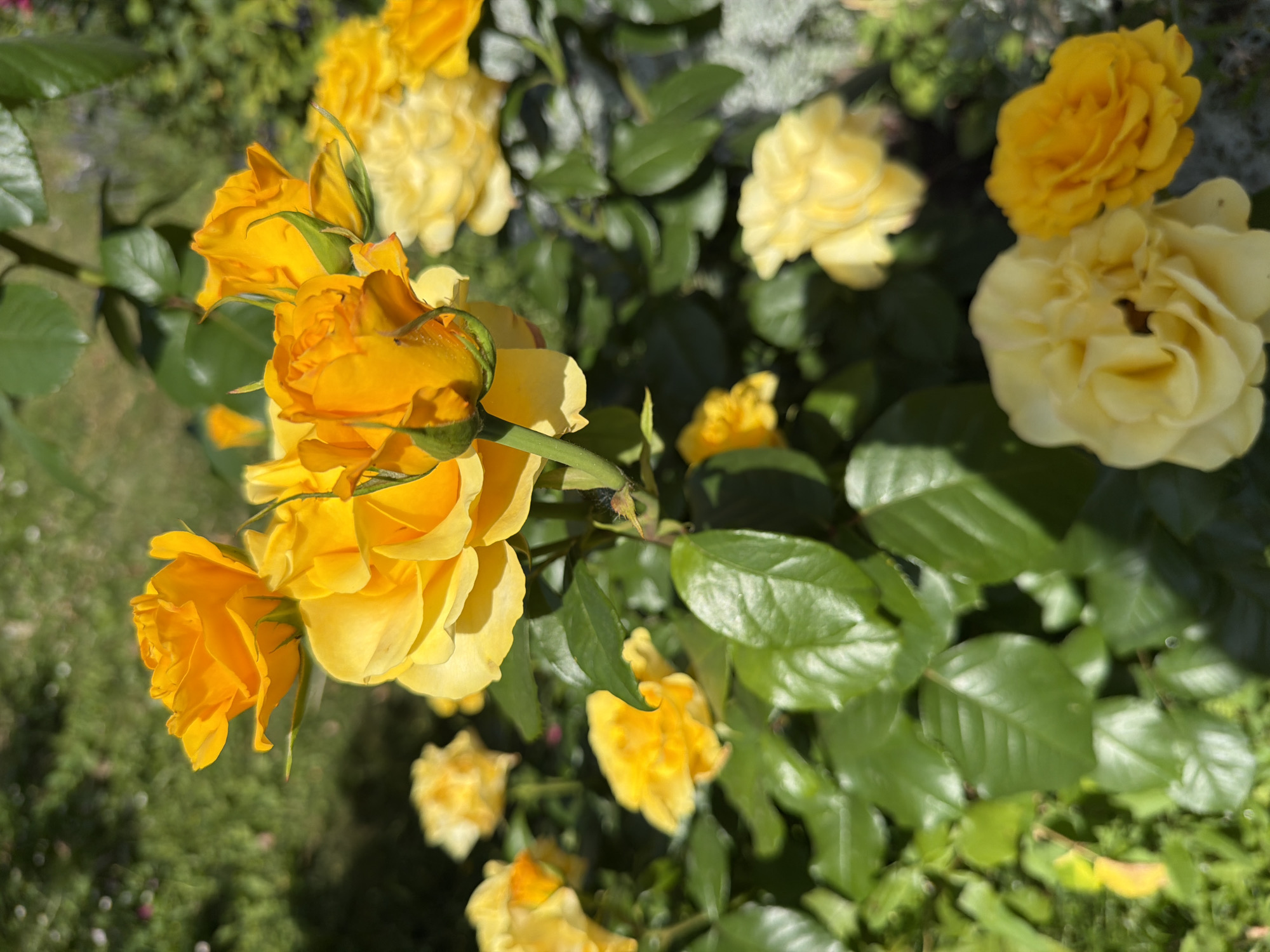 Dogs, flowers, and a backyard fire in Kozova