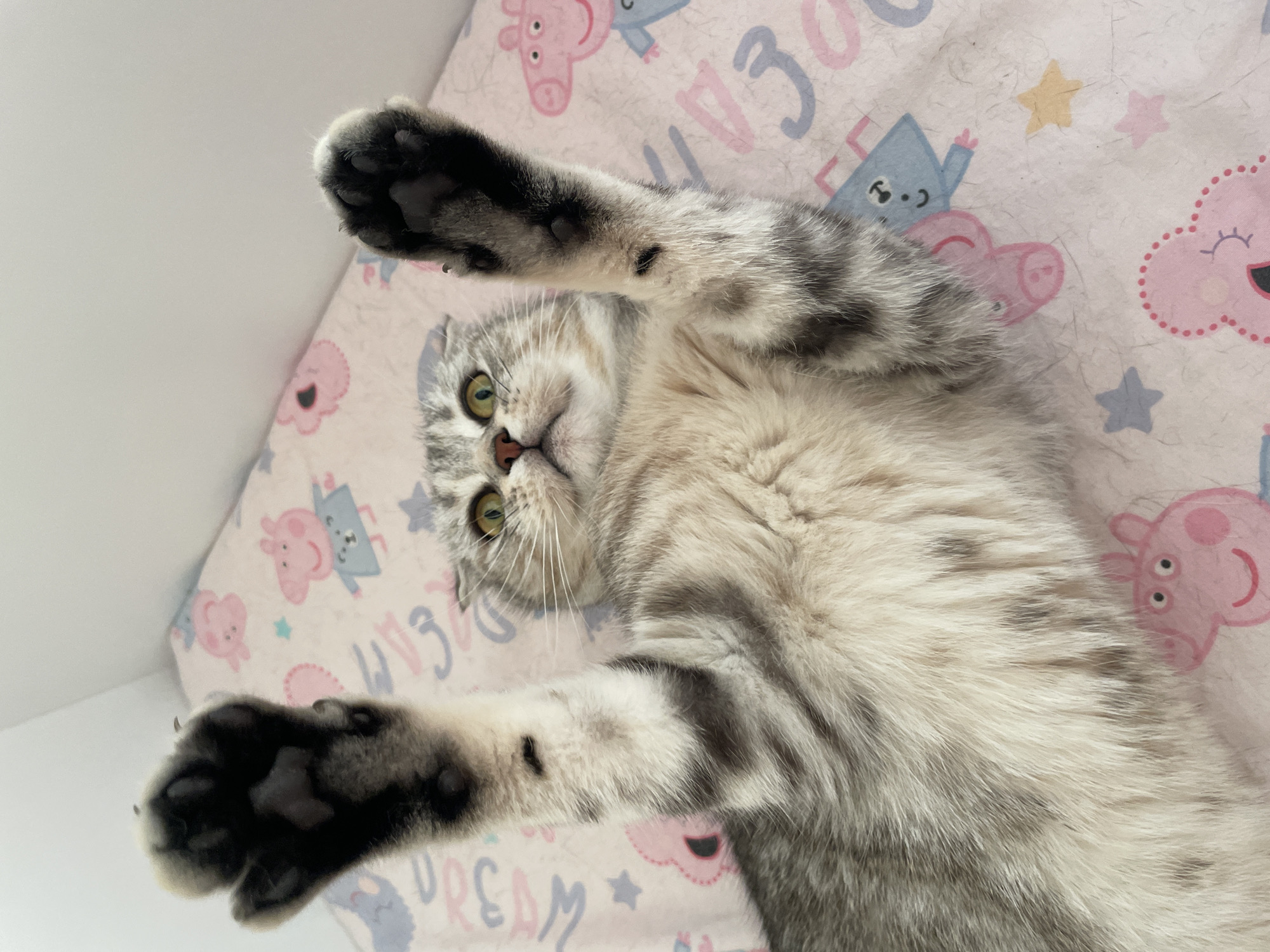 Scottish Fold cat lounges on a Peppa Pig blanket in Vitebsk